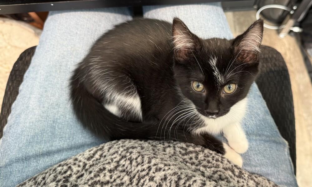 Enlarge Pansey, a Adoptable Domestic Long Hair in Mooresville, NC image 3/4