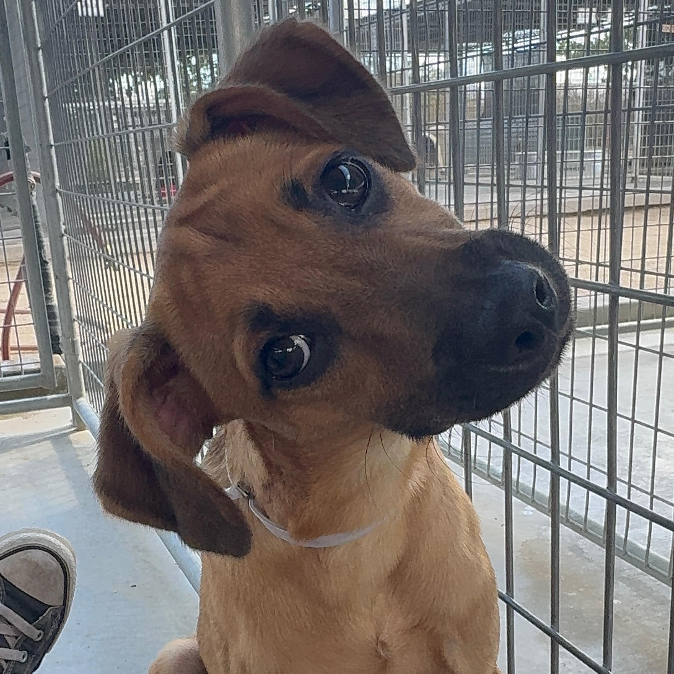 Enlarge Dash, a Adoptable mixed breed in Littlerock, CA image 5/5