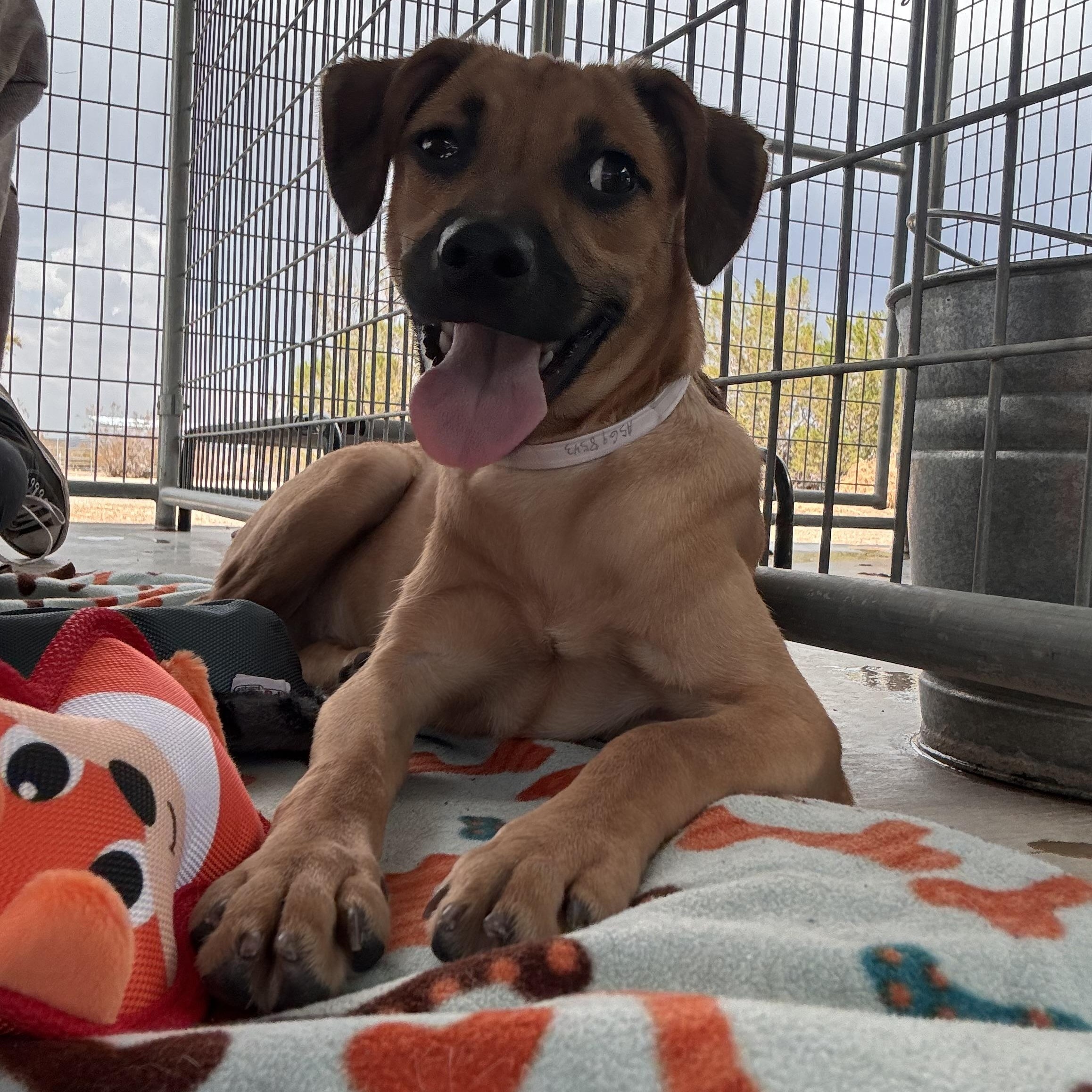 Enlarge Dash, a Adoptable mixed breed in Littlerock, CA image 2/5