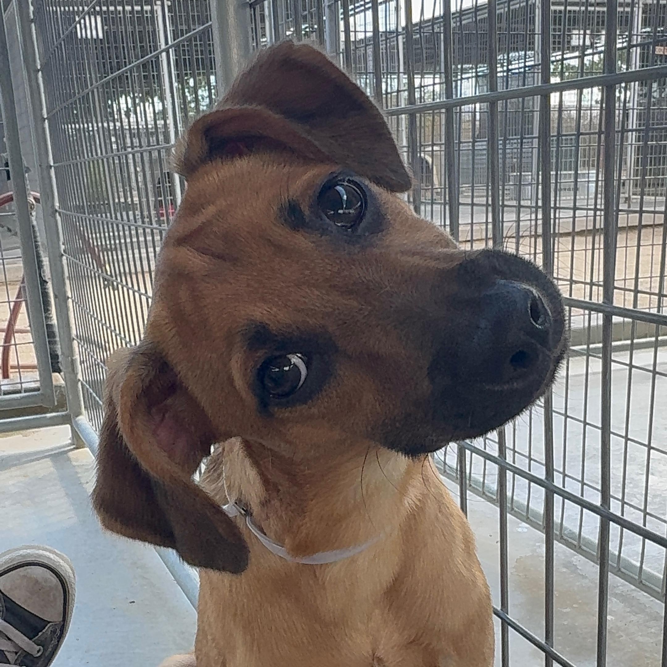 Dash, Adoptable, Puppy Male German Shepherd Dog & Chihuahua.