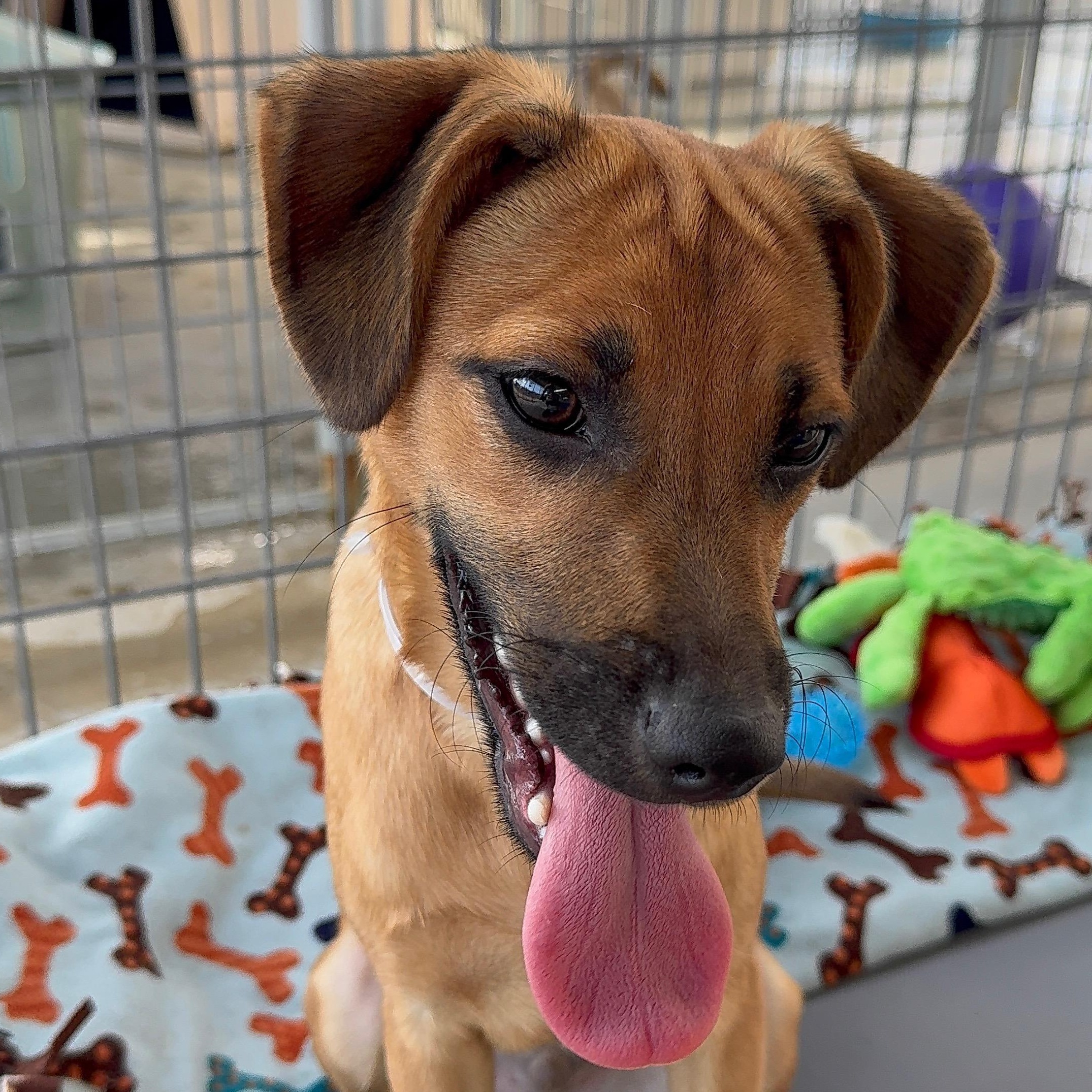 Enlarge Dash, a Adoptable mixed breed in Littlerock, CA image 3/5