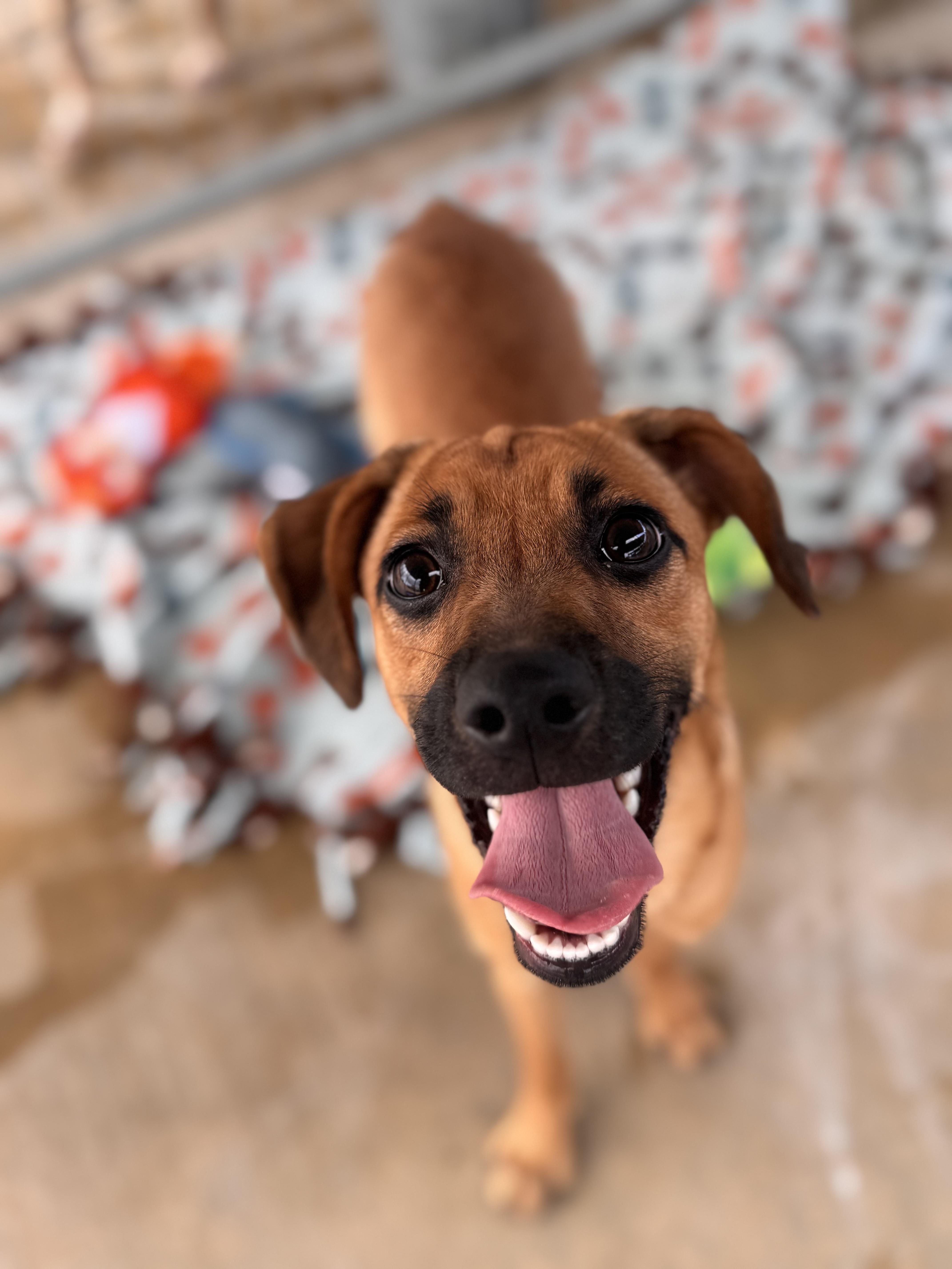 Enlarge Dash, a Adoptable mixed breed in Littlerock, CA image 4/5