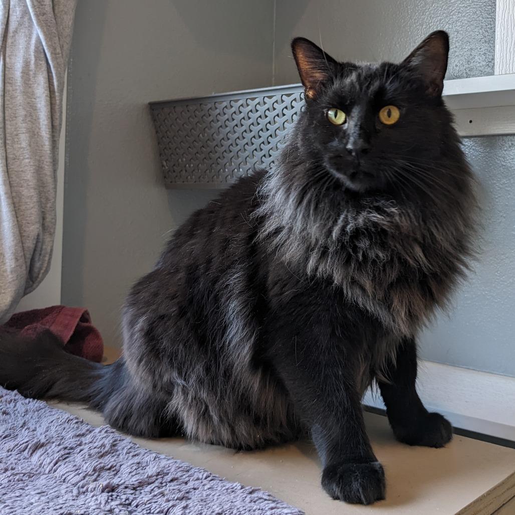 Marcus KC, Adoptable, Adult Male Domestic Long Hair.