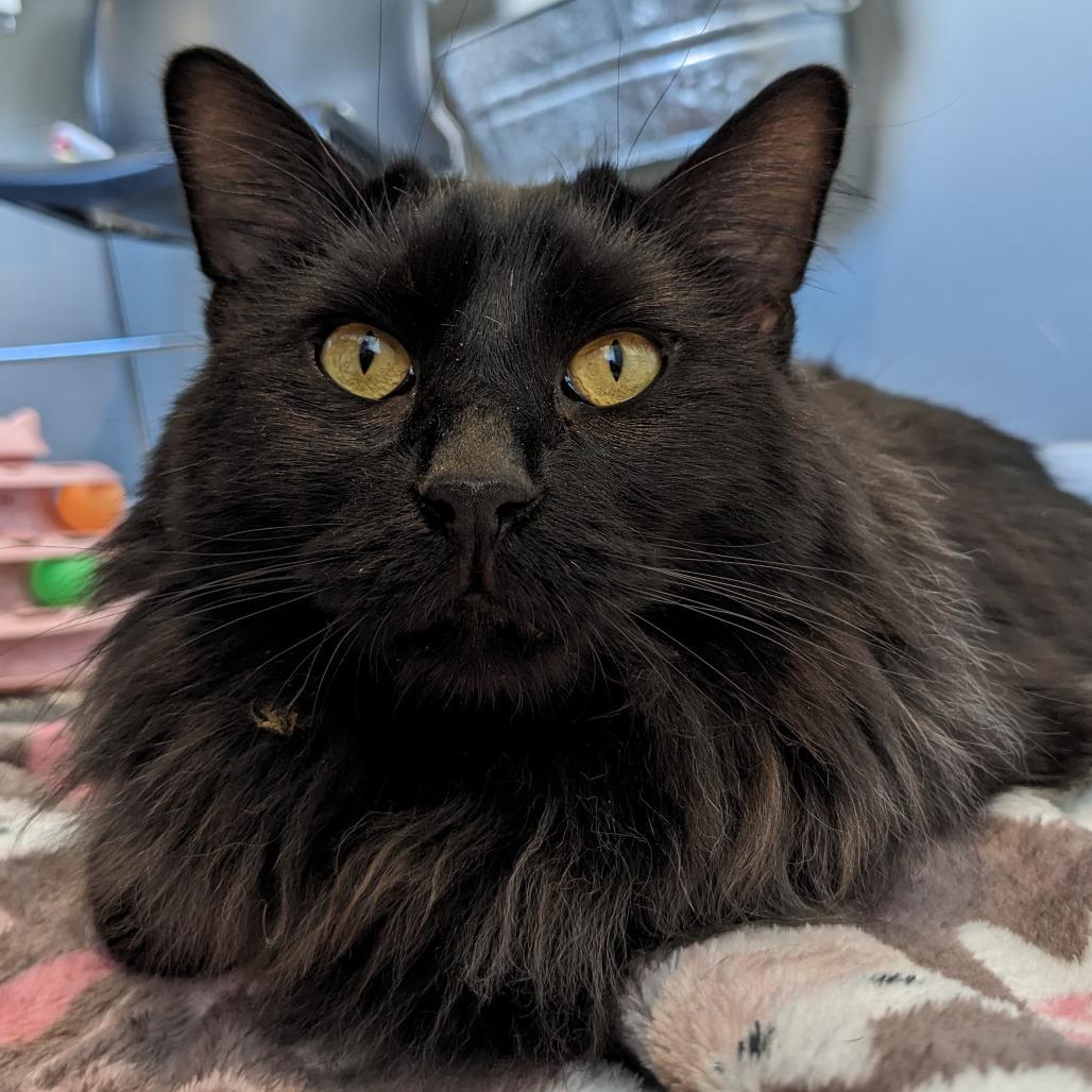 Enlarge Marcus KC, a Adoptable Domestic Long Hair in Union, MO image 3/6