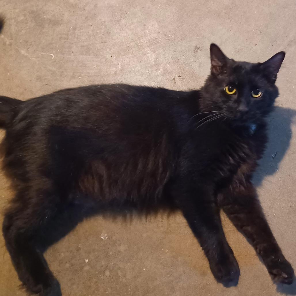 Enlarge Marcus KC, a Adoptable Domestic Long Hair in Union, MO image 4/6