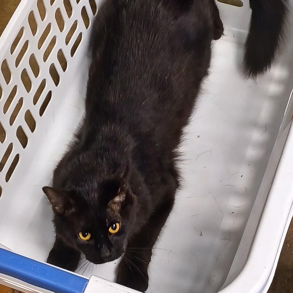 Enlarge Marcus KC, a Adoptable Domestic Long Hair in Union, MO image 5/6