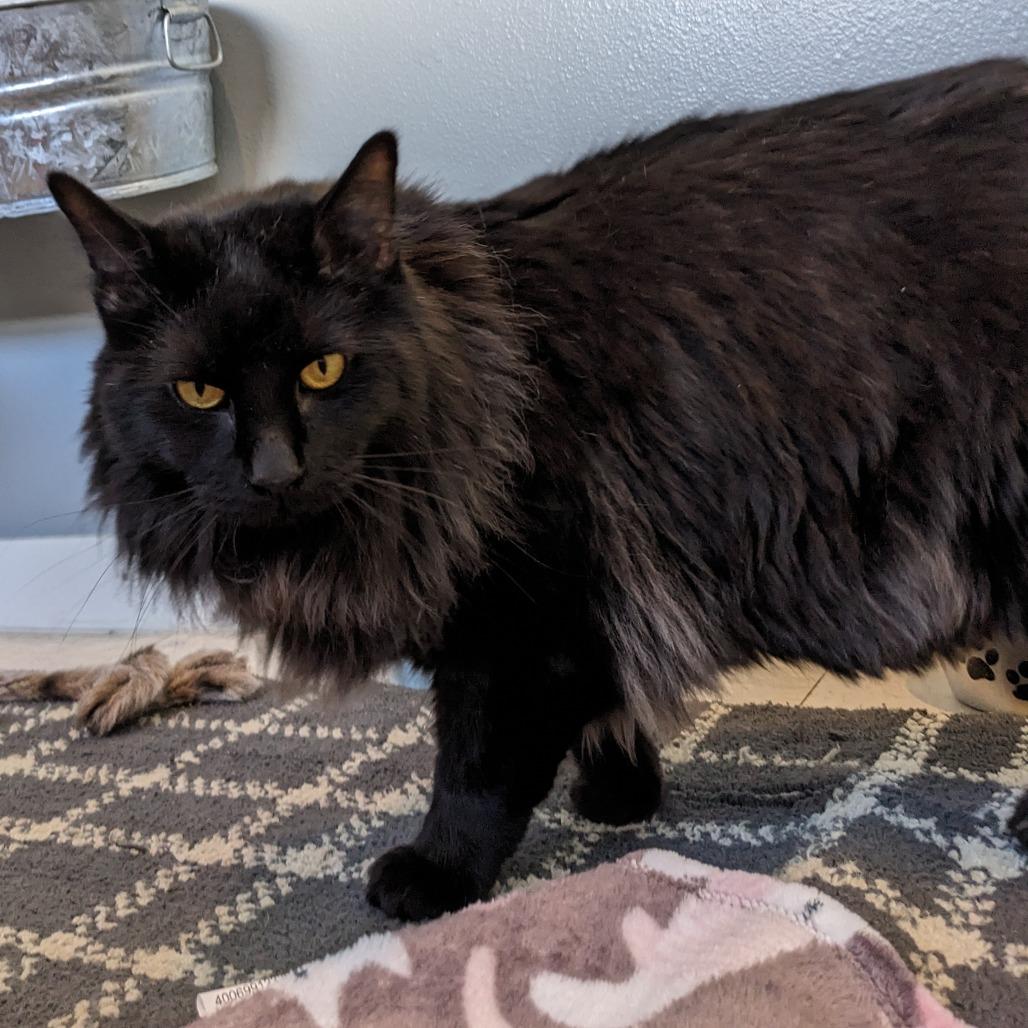Enlarge Marcus KC, a Adoptable Domestic Long Hair in Union, MO image 6/6