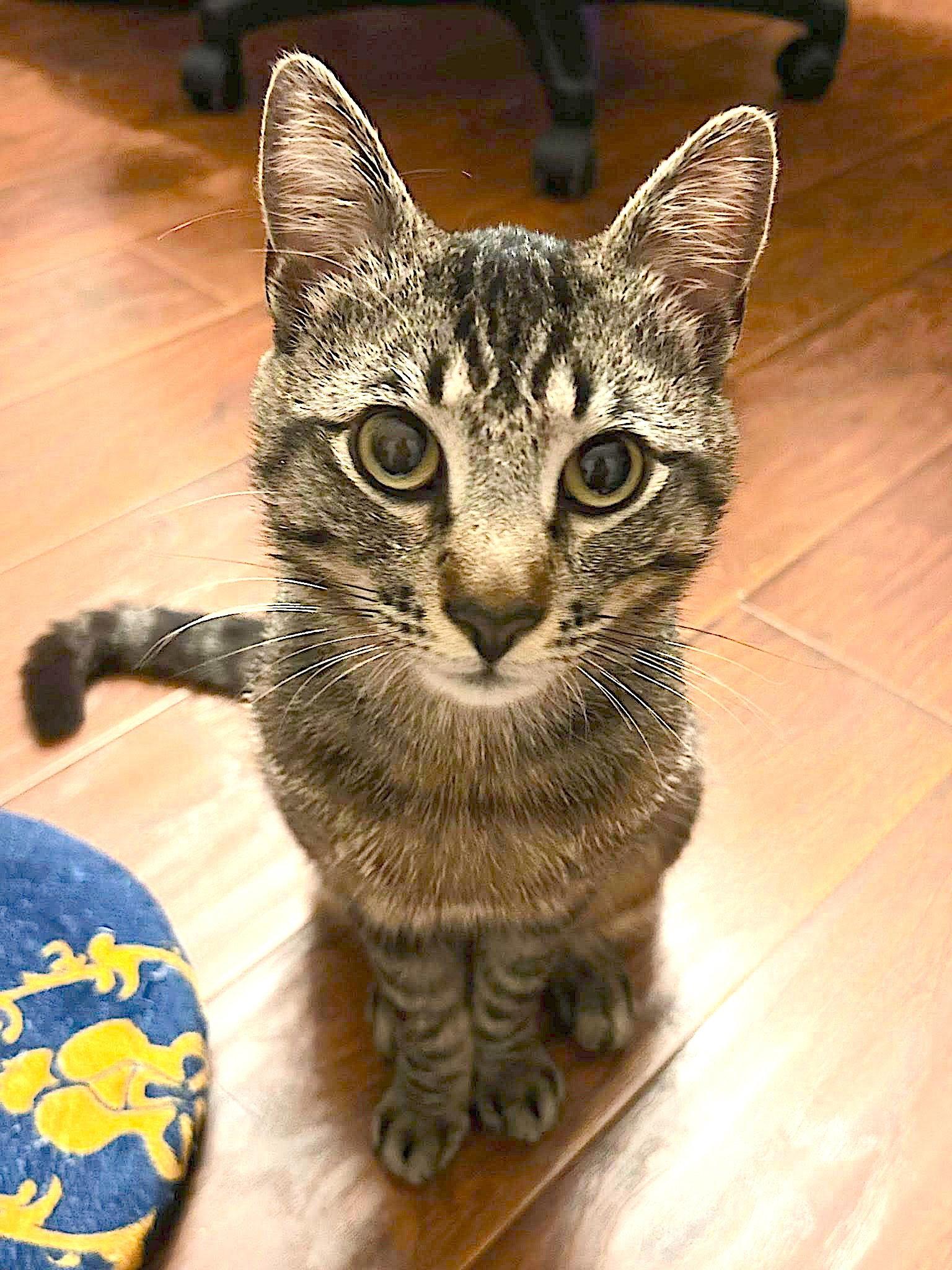Enlarge Tiger CP, a Adopted Domestic Short Hair in Los Angeles, CA image 1/3