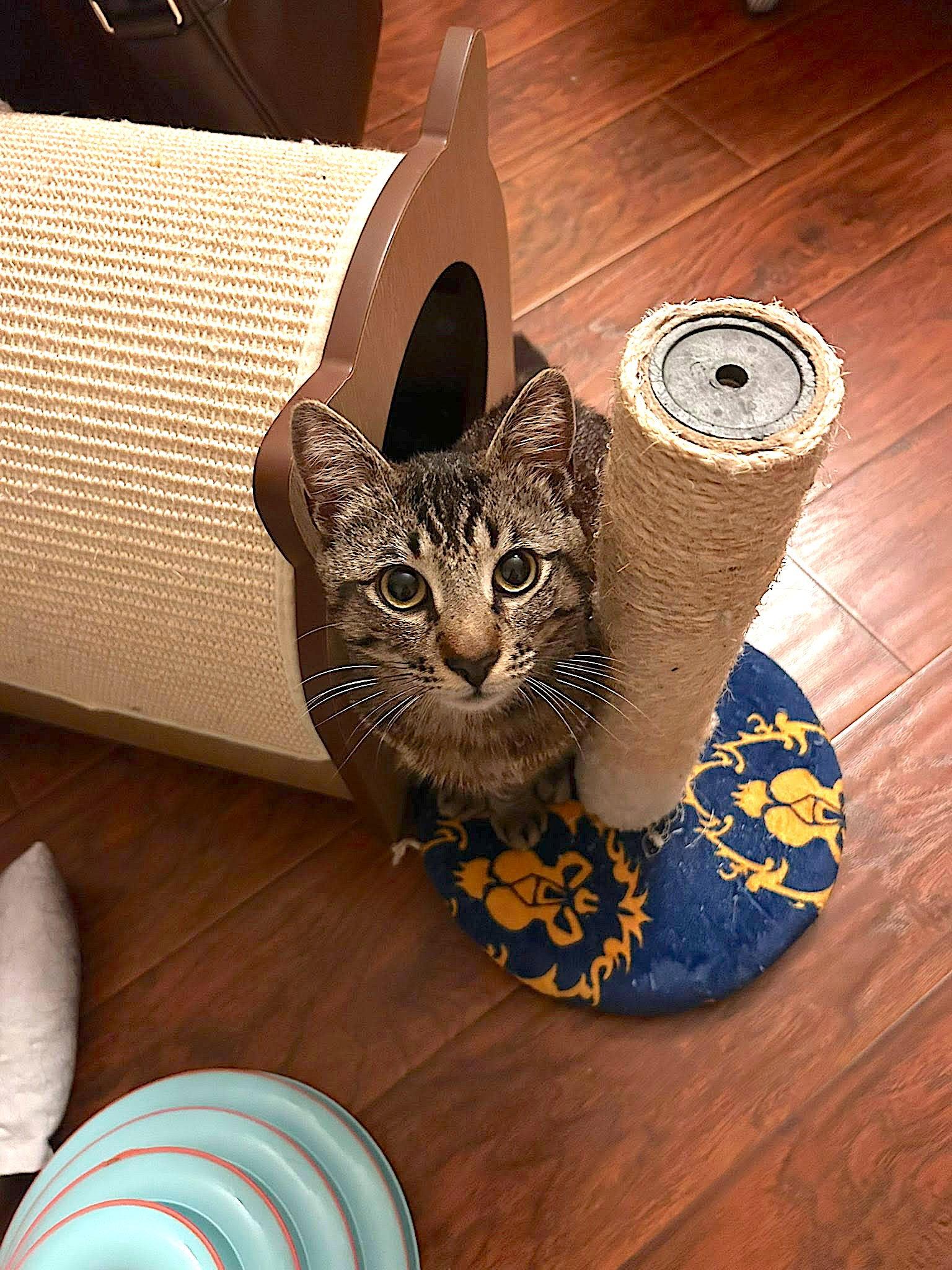 Enlarge Tiger CP, a Adopted Domestic Short Hair in Los Angeles, CA image 2/3