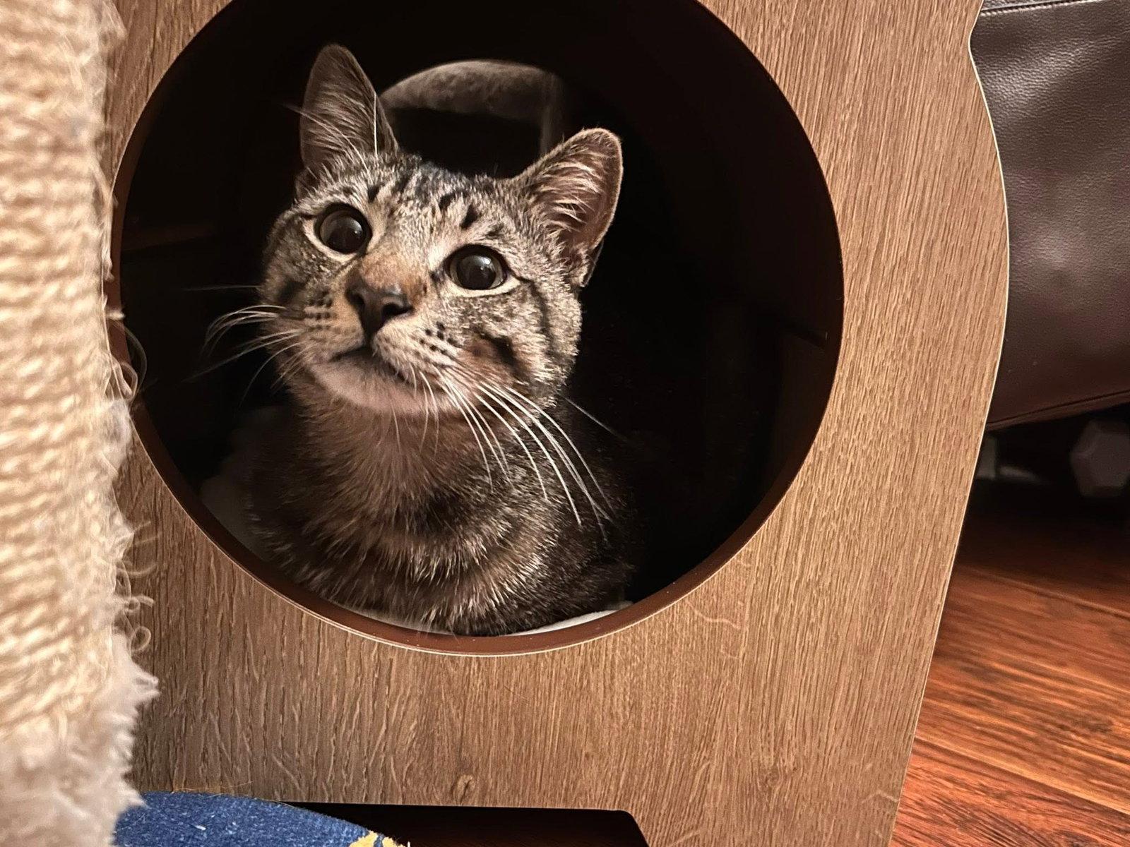 Enlarge Tiger CP, a Adopted Domestic Short Hair in Los Angeles, CA image 3/3