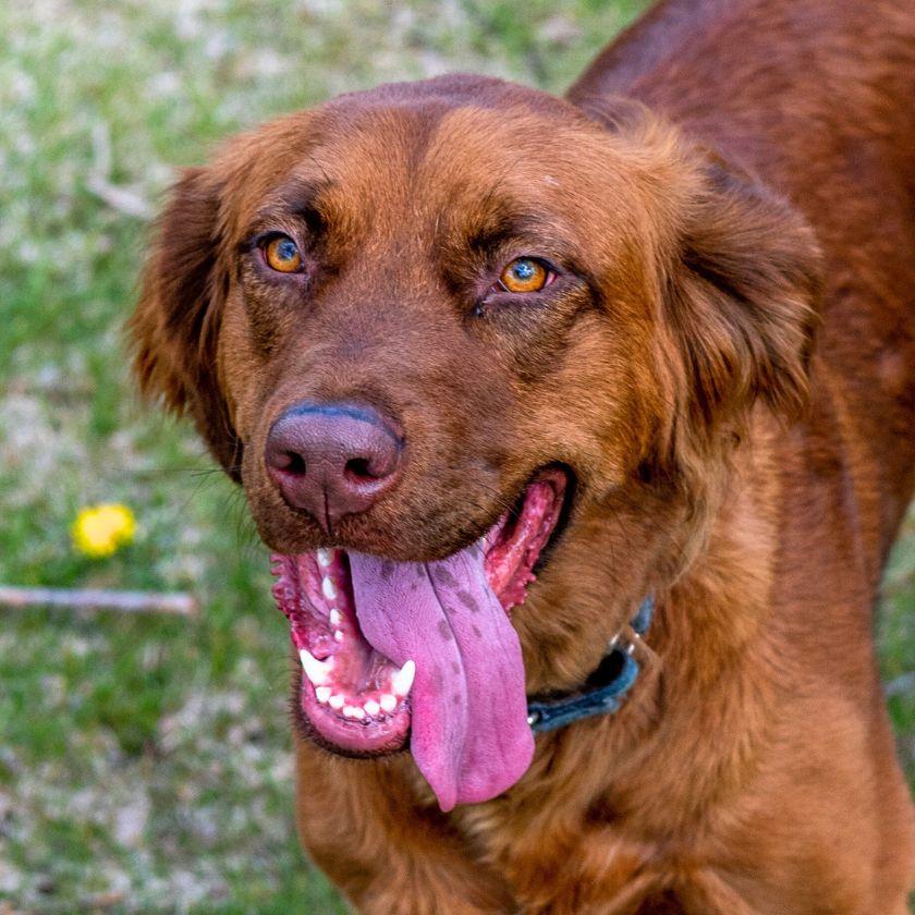 June Carter, Adoptable, Adult Female Golden Retriever & German Shepherd Dog.