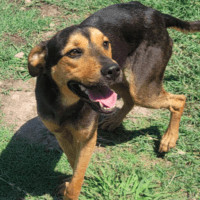 Cole, Adoptable, Young Male German Shepherd Dog & Shar-Pei.