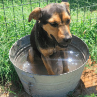 Cole, Adoptable, Young Male German Shepherd Dog & Shar-Pei.