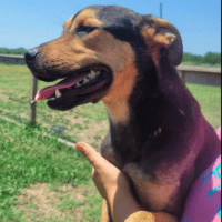 Enlarge Cole, a Adoptable mixed breed in Wausau, WI image 4/10