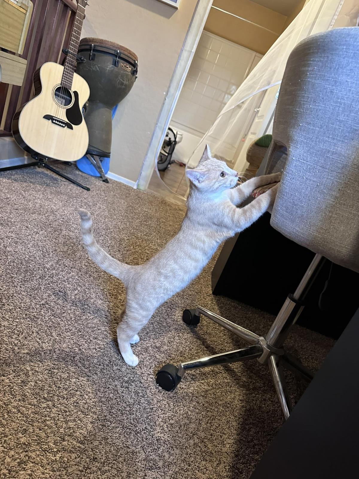 Enlarge Clam Chowder Foodie, a Adoptable Domestic Short Hair in Chandler, AZ image 1/3