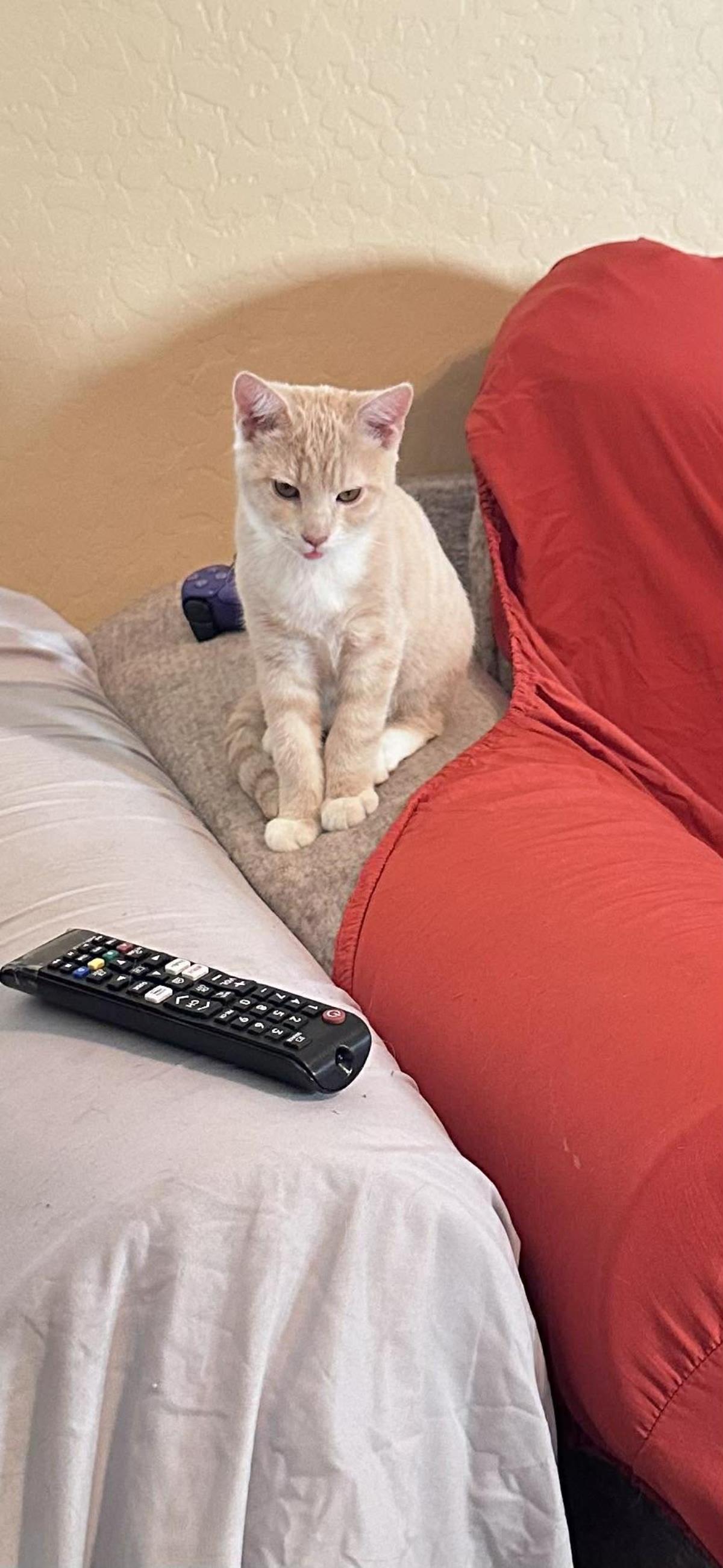 Enlarge Clam Chowder Foodie, a Adoptable Domestic Short Hair in Chandler, AZ image 2/3