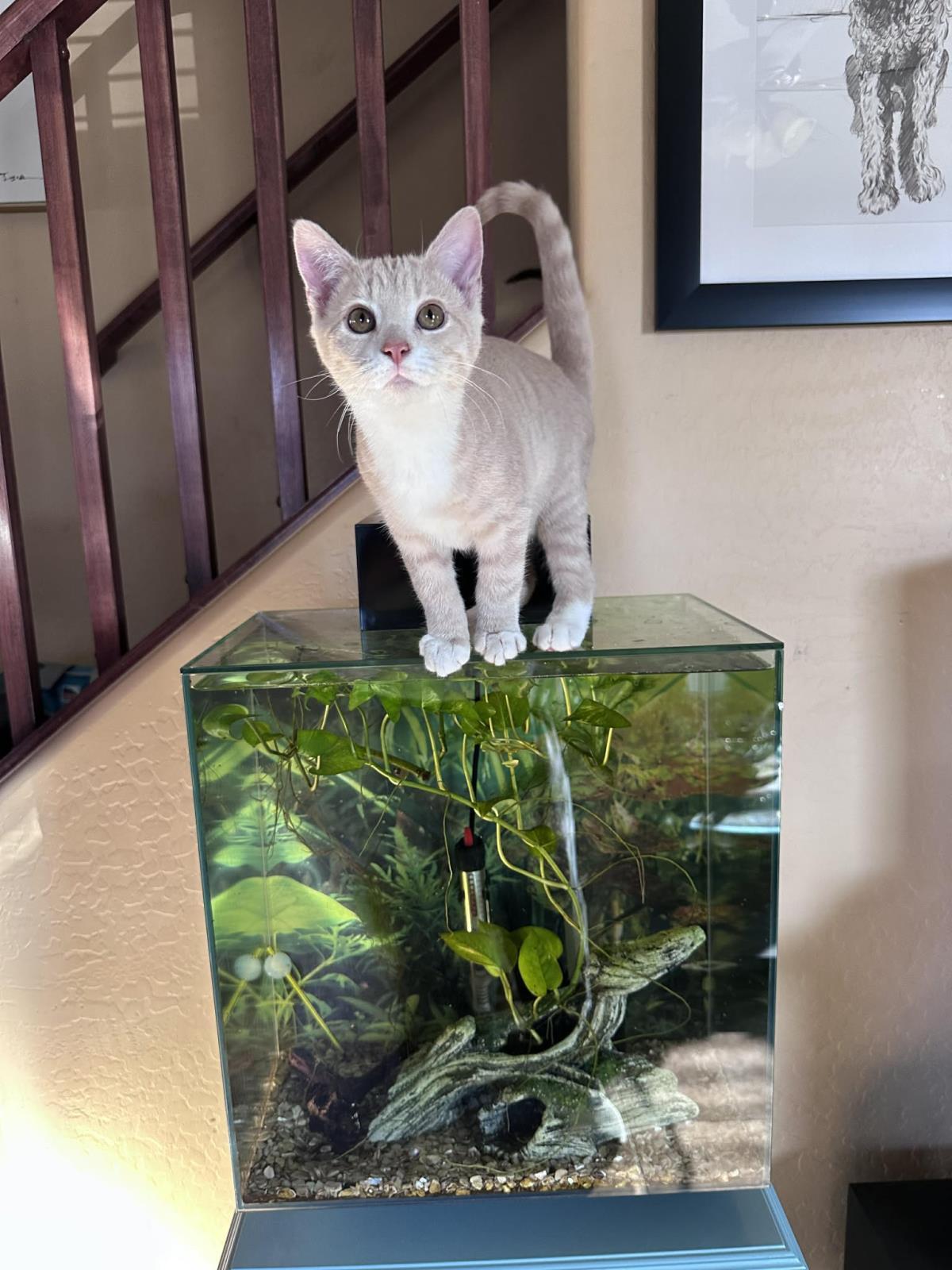 Enlarge Clam Chowder Foodie, a Adoptable Domestic Short Hair in Chandler, AZ image 3/3