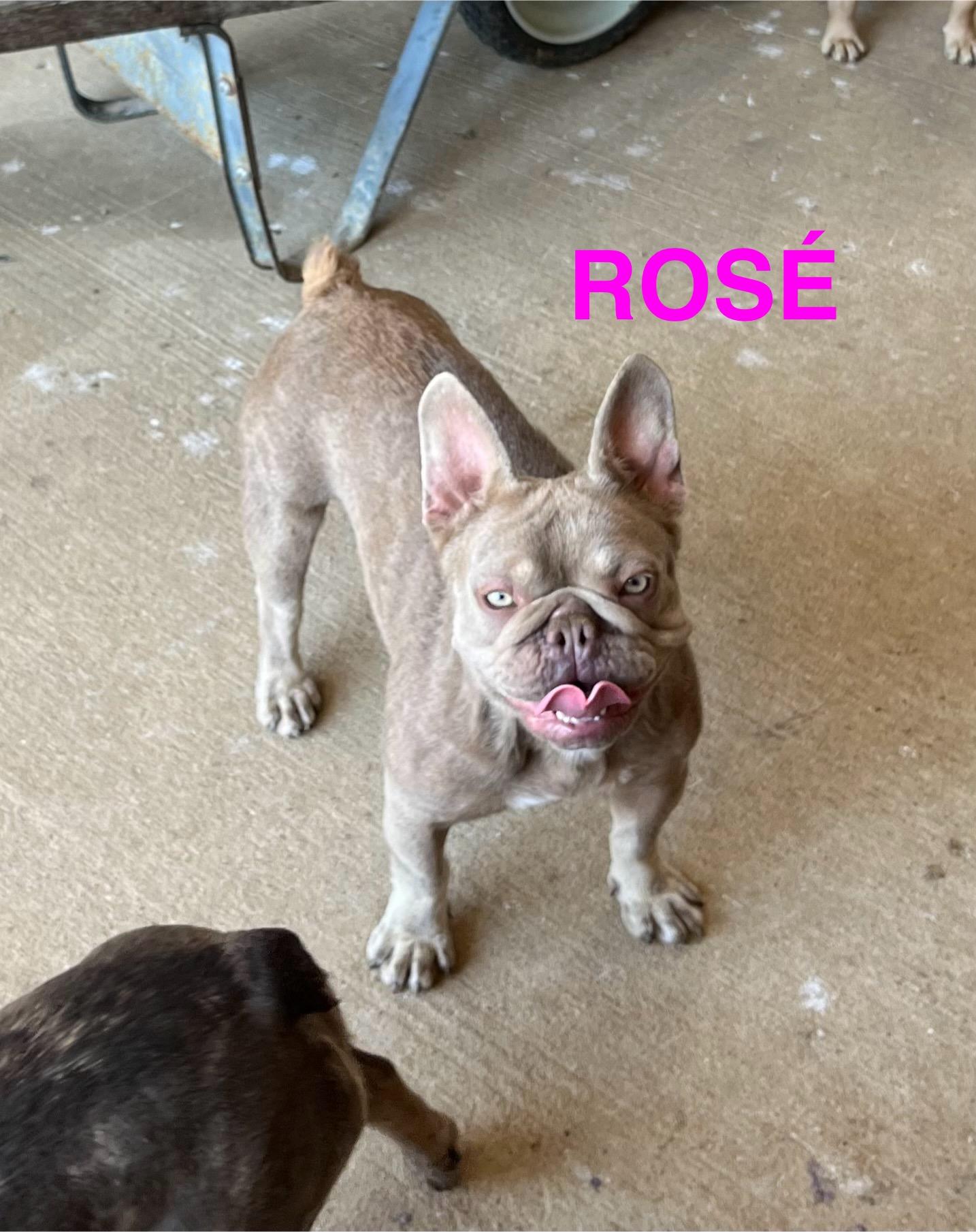 Enlarge Rosé, a ADOPTABLE French Bulldog in Athens, OH image 1/2
