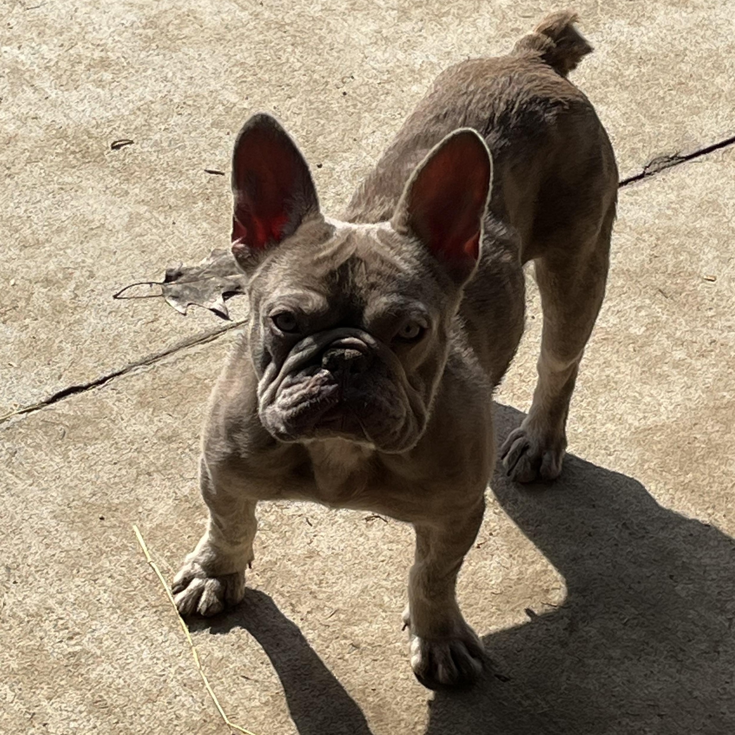 Enlarge Rosé, a ADOPTABLE French Bulldog in Athens, OH image 1/1