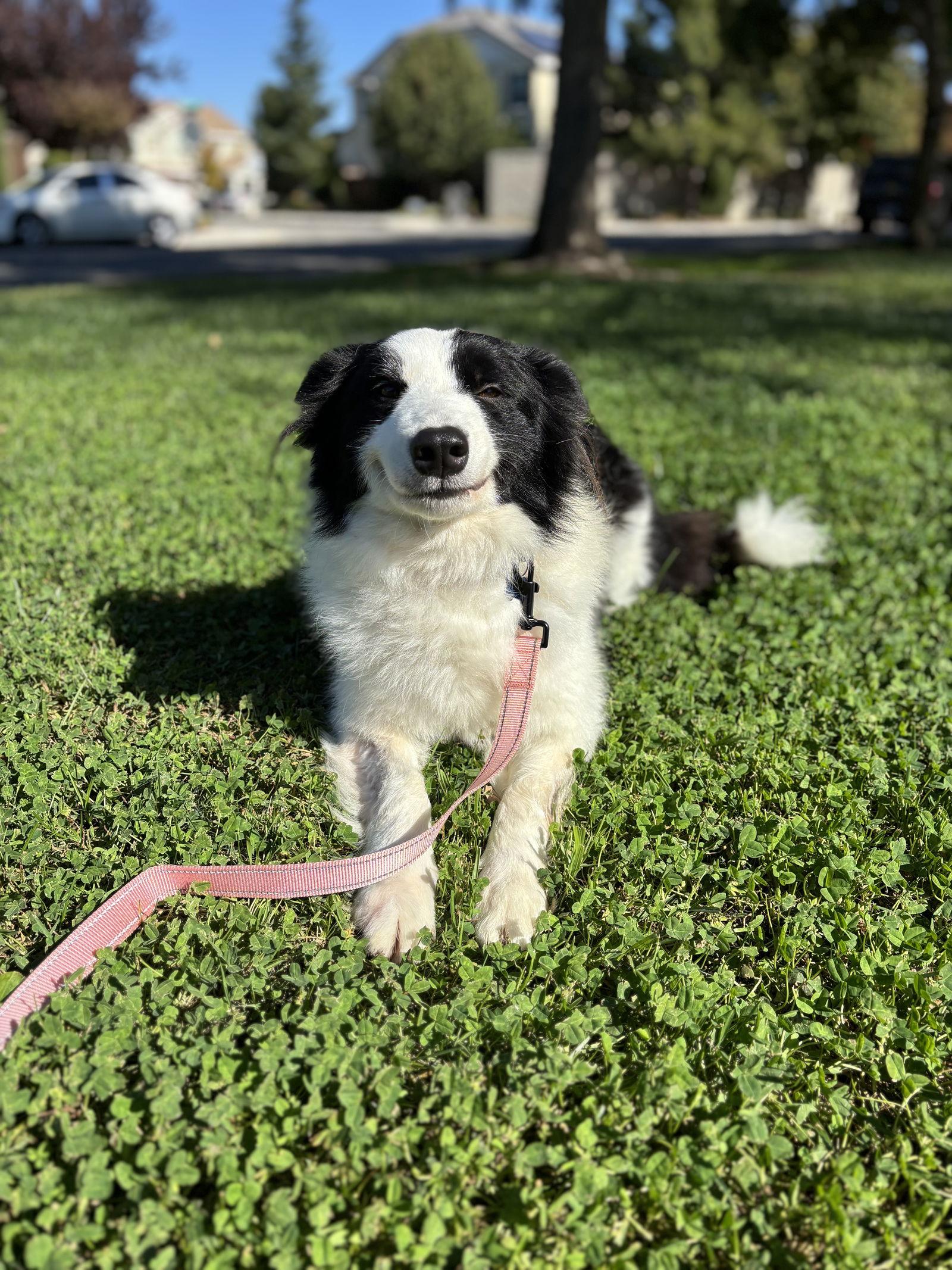 Nyssa, Adoptable, Adult Female Border Collie.