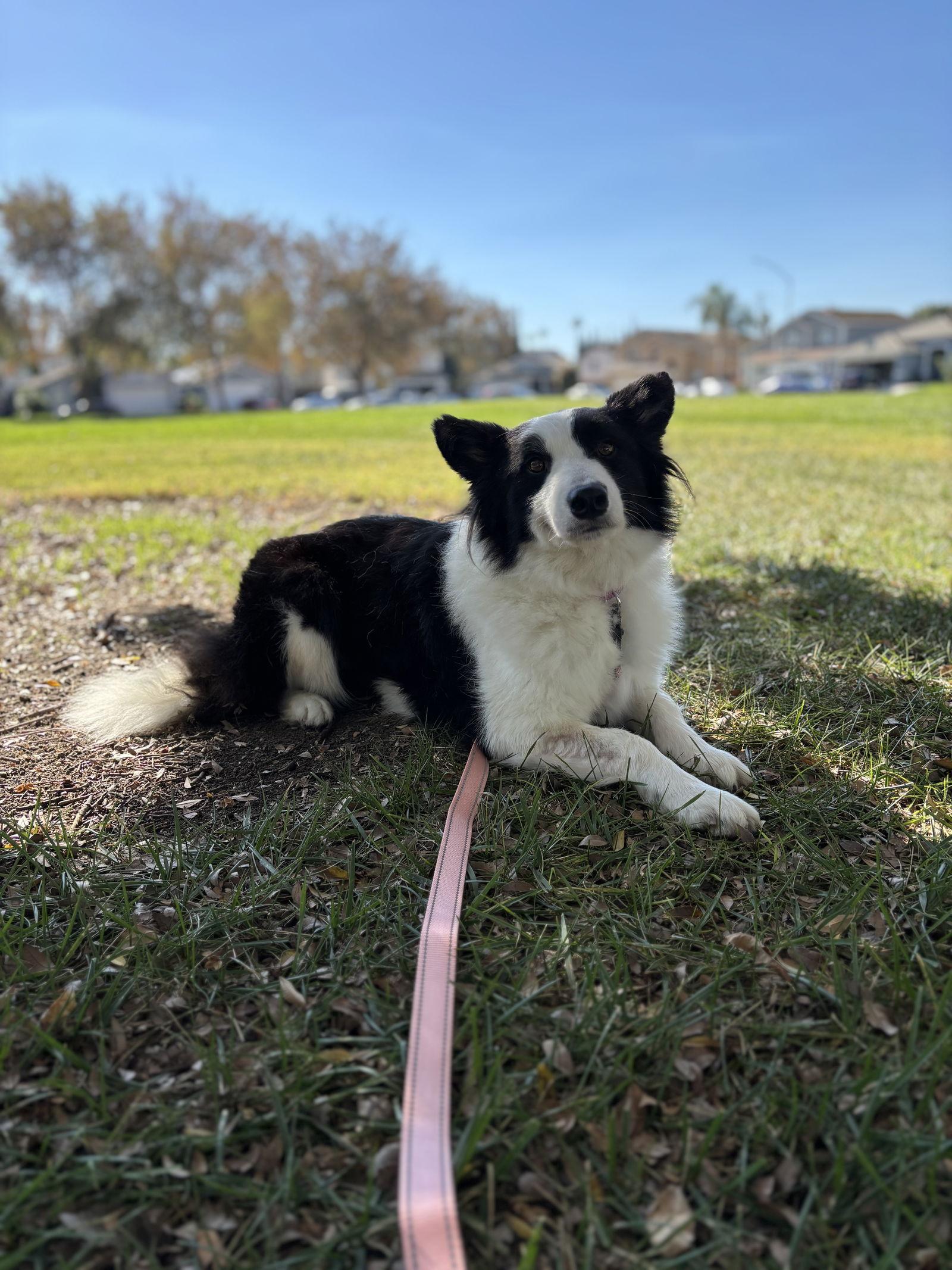 Nyssa, a Adoptable Border Collie in Milpitas, CA image 2/3
