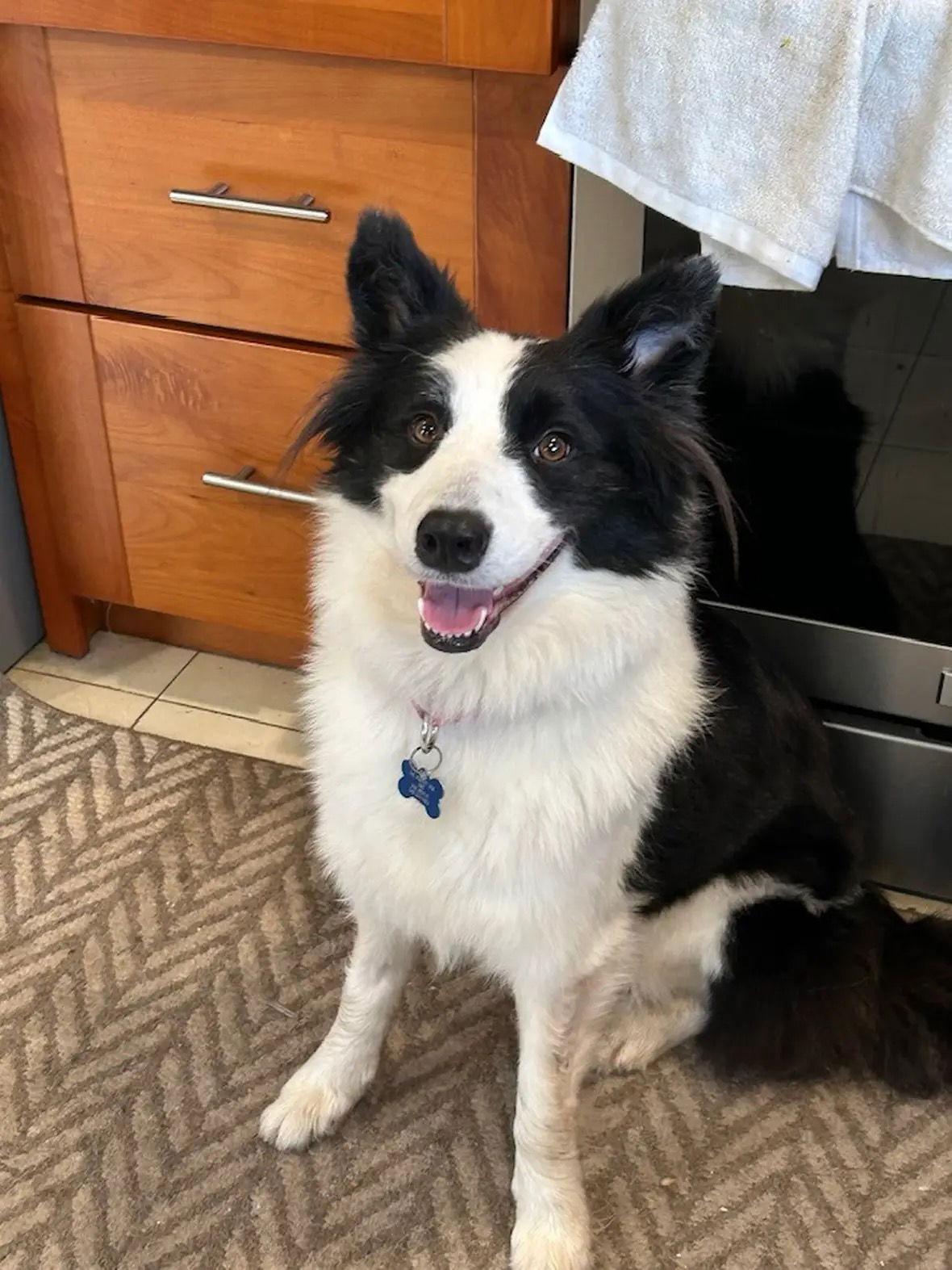 Nyssa, a Adoptable Border Collie in Milpitas, CA image 3/3