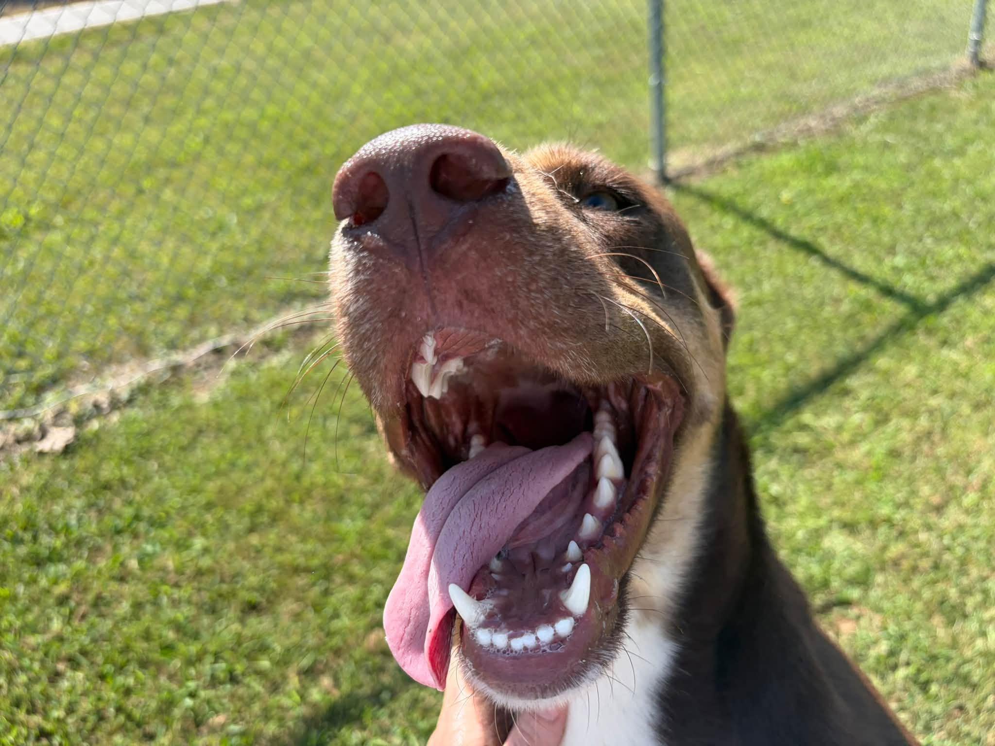 Richard, a ADOPTABLE mixed breed in Pomeroy, OH image 2/2