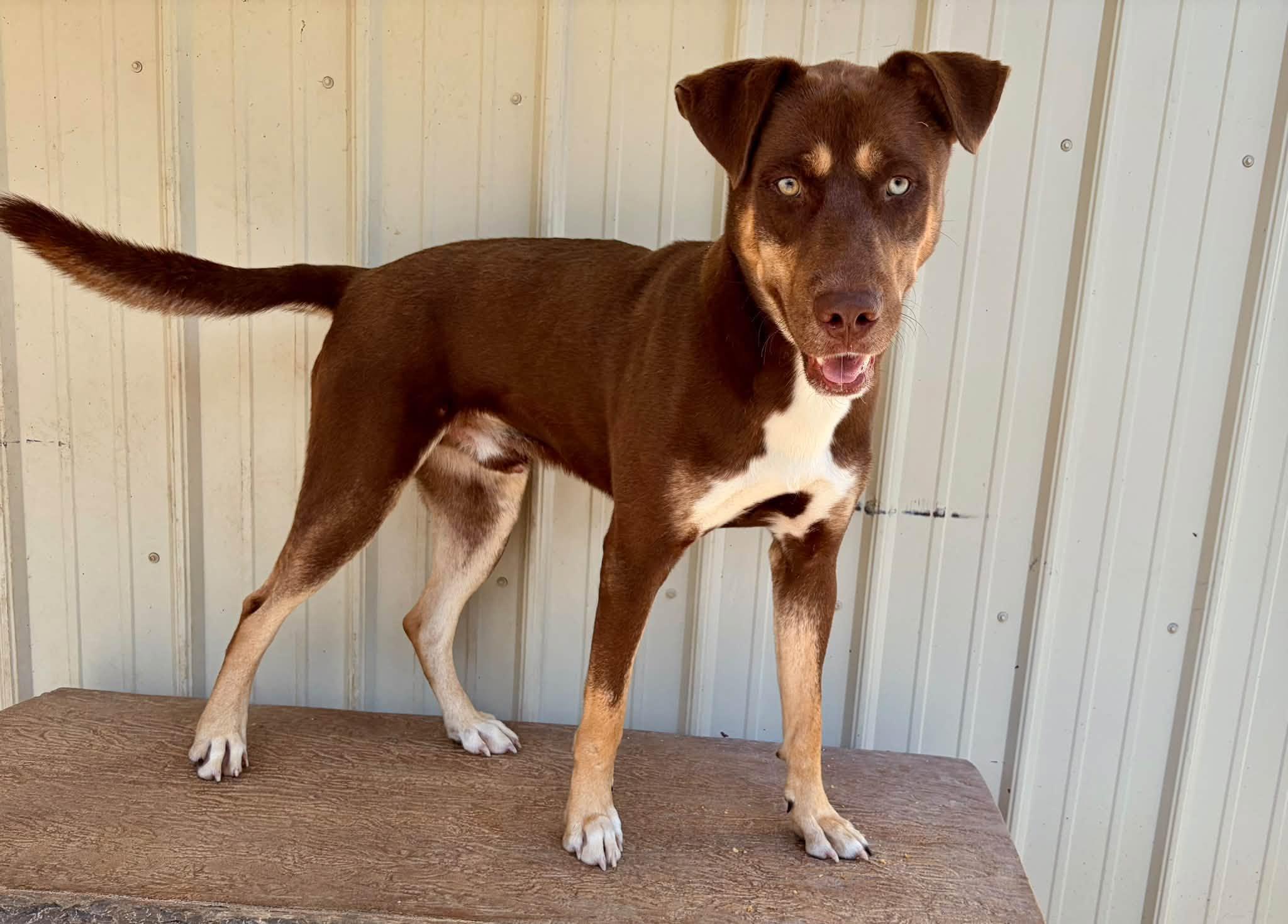 Richard, ADOPTABLE, Adult Male Mixed Breed & Doberman Pinscher.