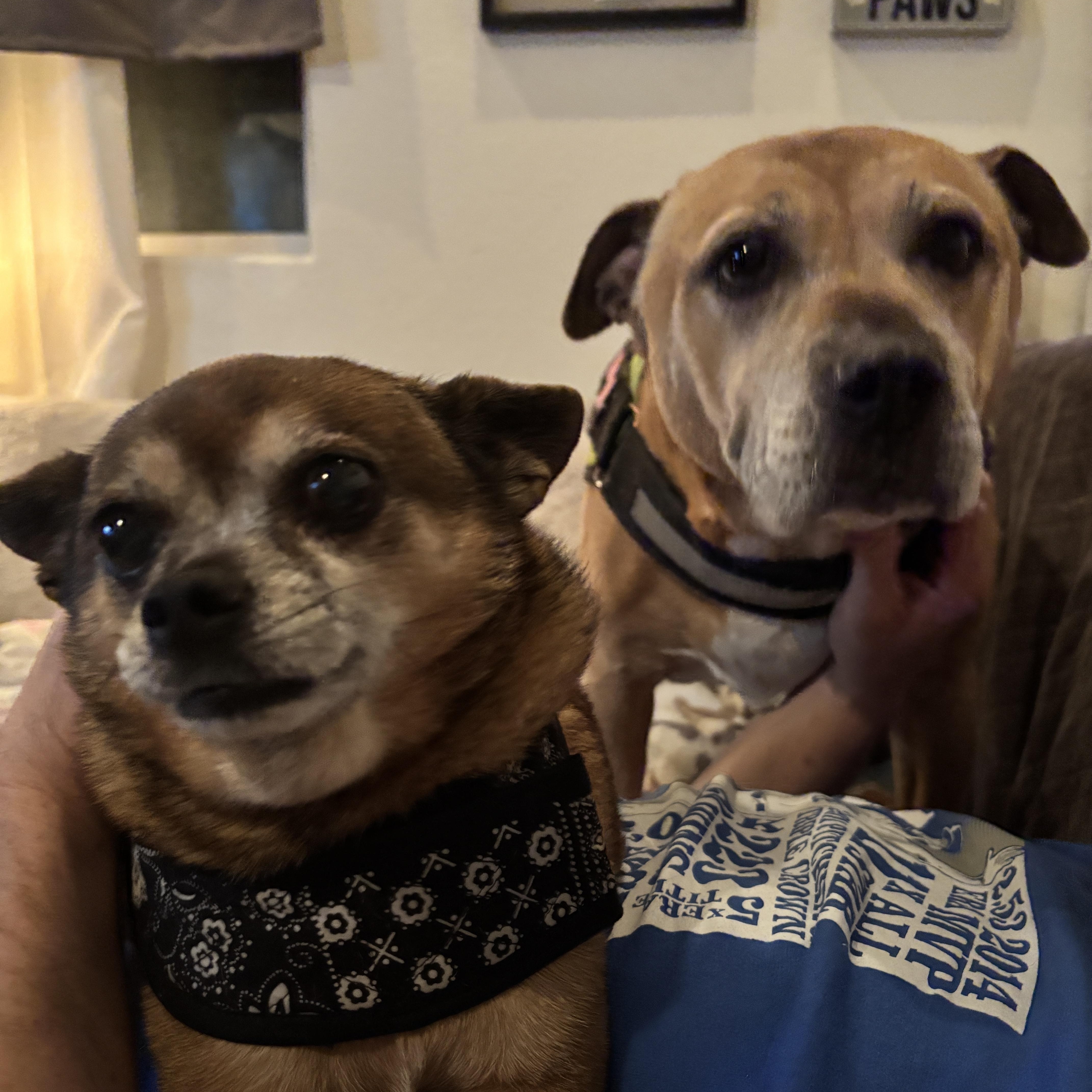Bryar ( Retriever mix) and Brody ( chihuahua) bonded pair , ADOPTABLE, Senior Female Retriever.