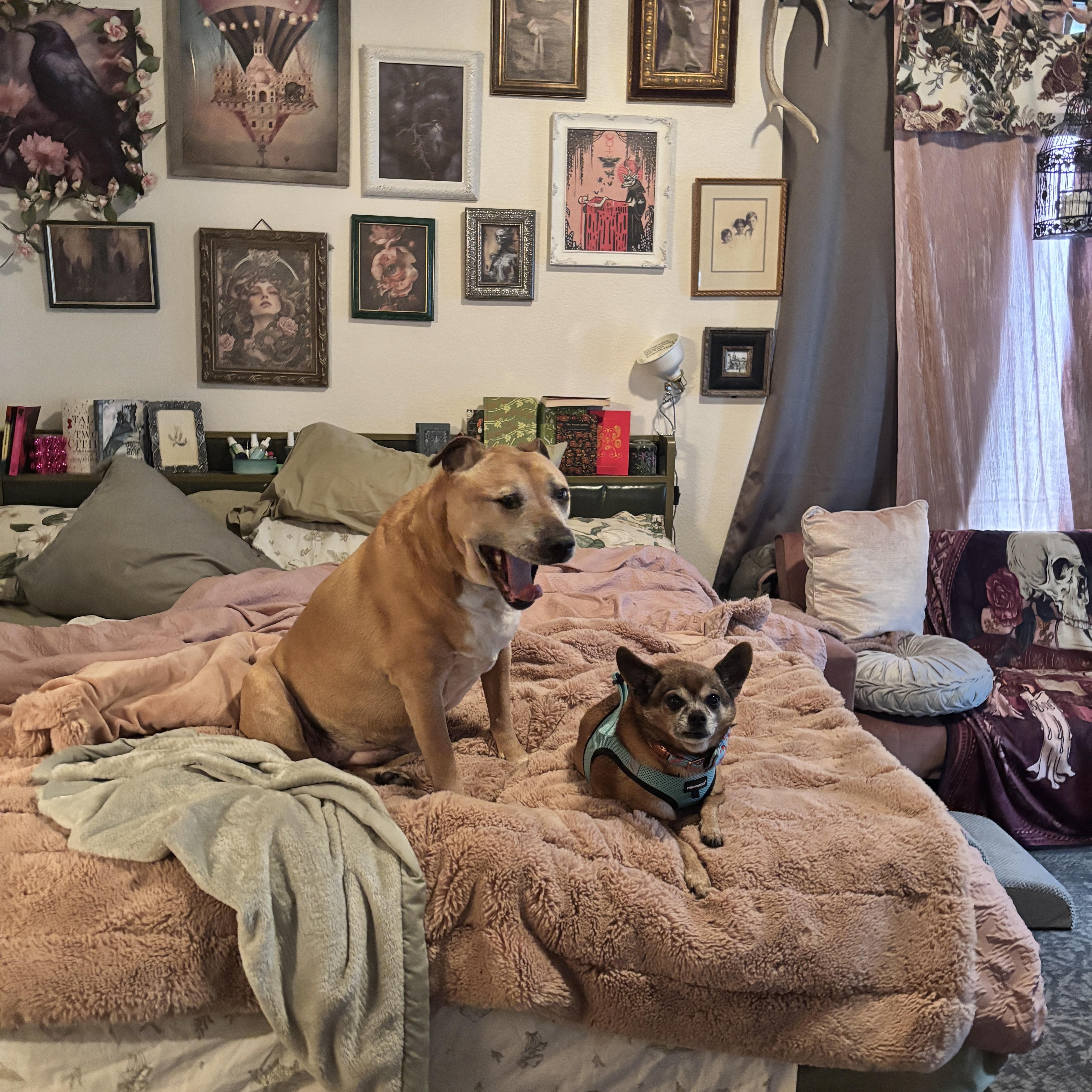 Enlarge Brody, a Adoptable Chihuahua in Las Vegas, NV image 5/6
