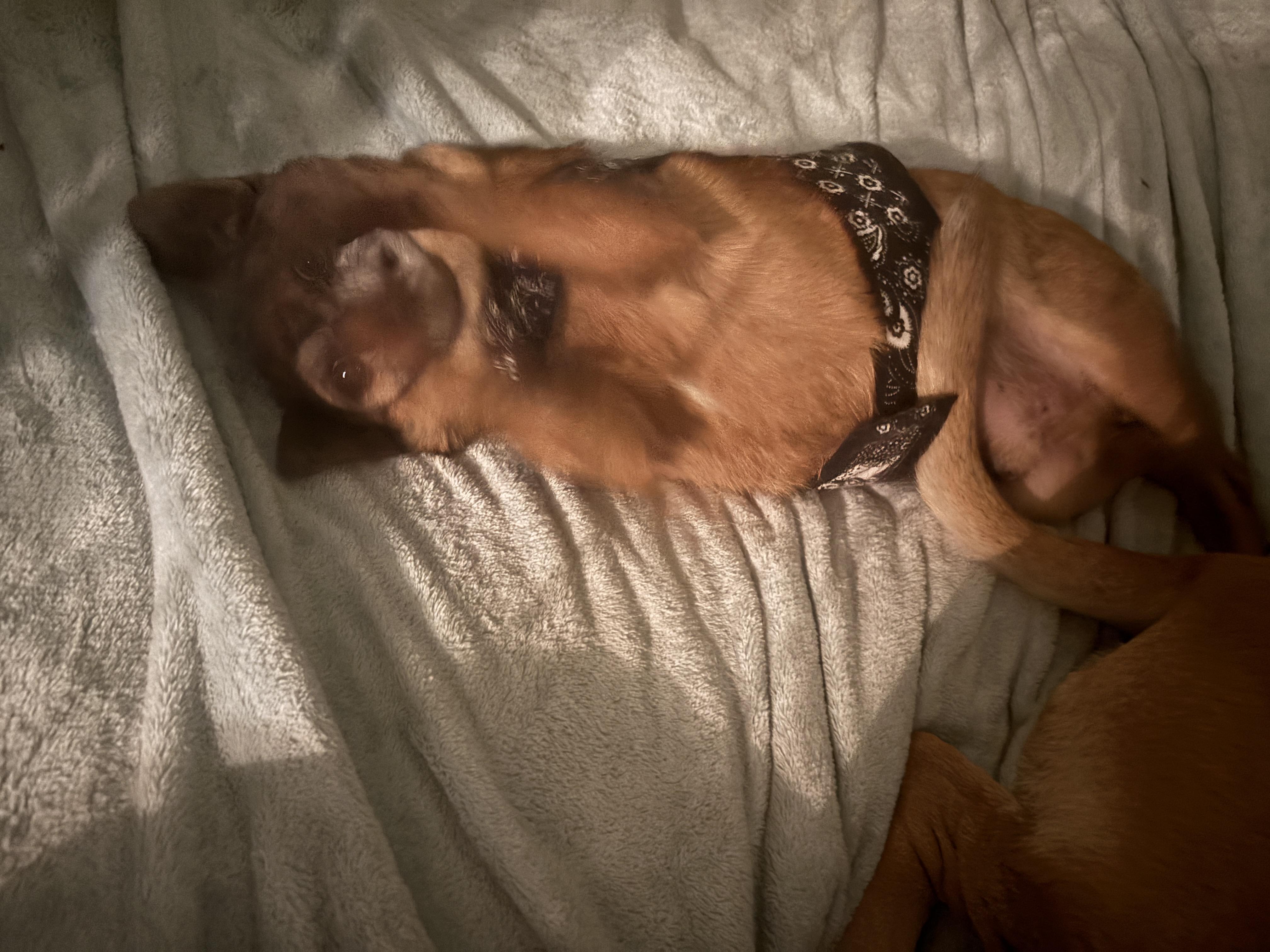 Bryar ( Retriever mix) and Brody ( chihuahua) bonded pair , a ADOPTABLE mixed breed in Las Vegas, NV image 2/5