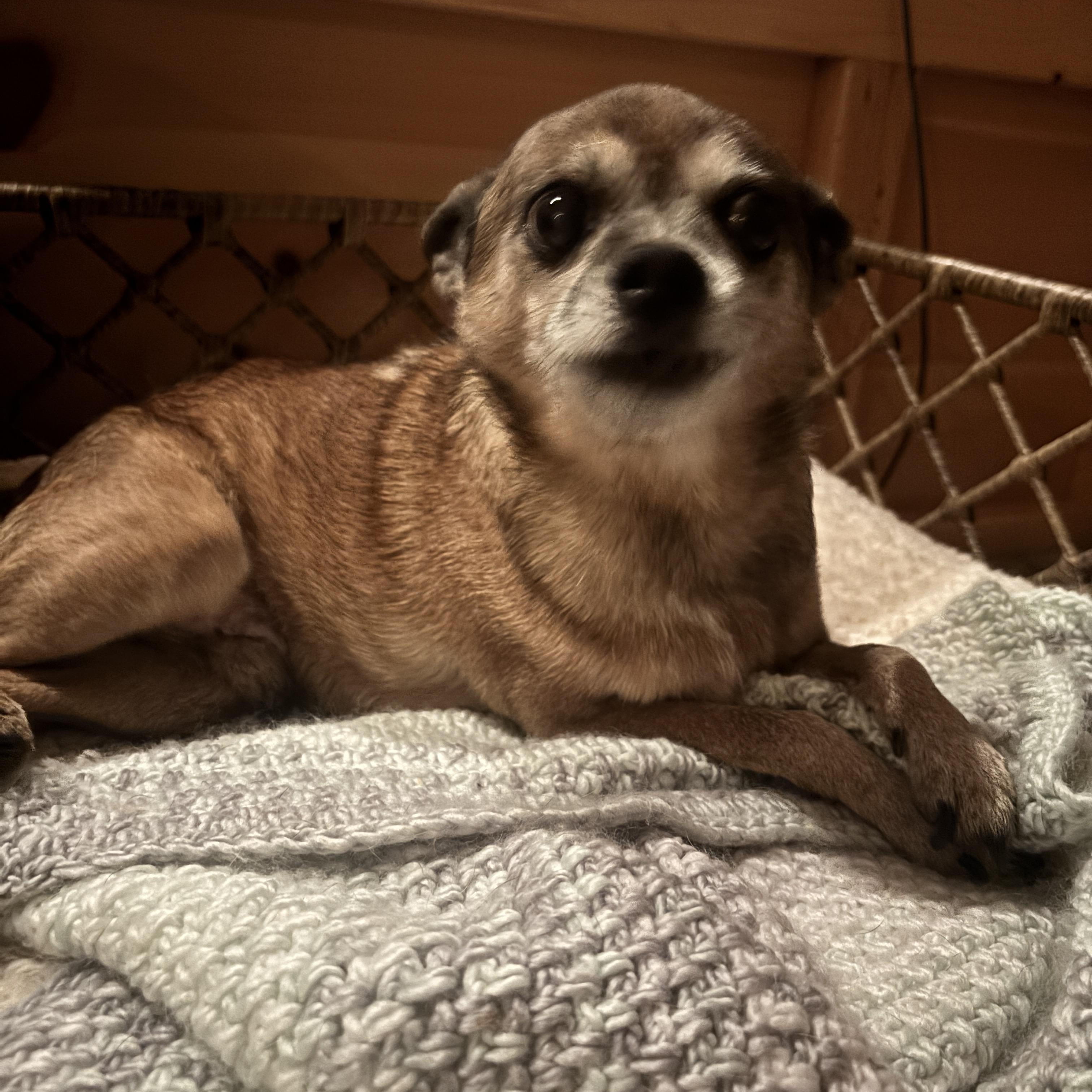 Brody, Adoptable, Adult Male Chihuahua.