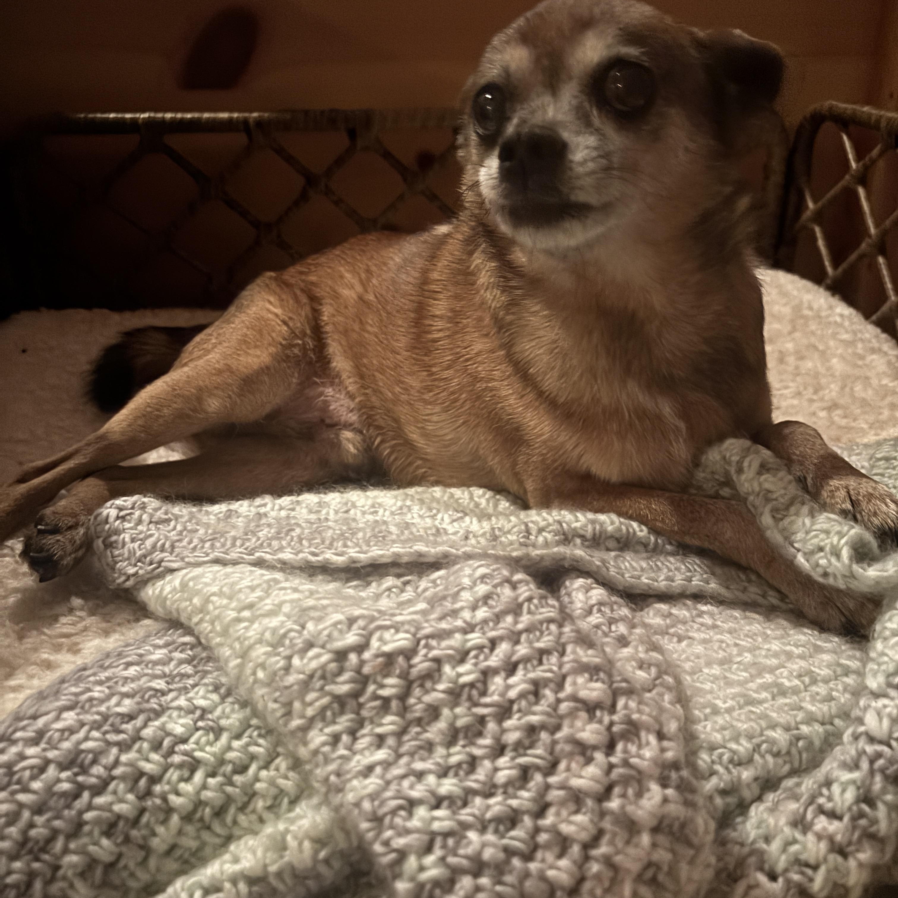 Enlarge Brody, a Adoptable Chihuahua in Las Vegas, NV image 6/6