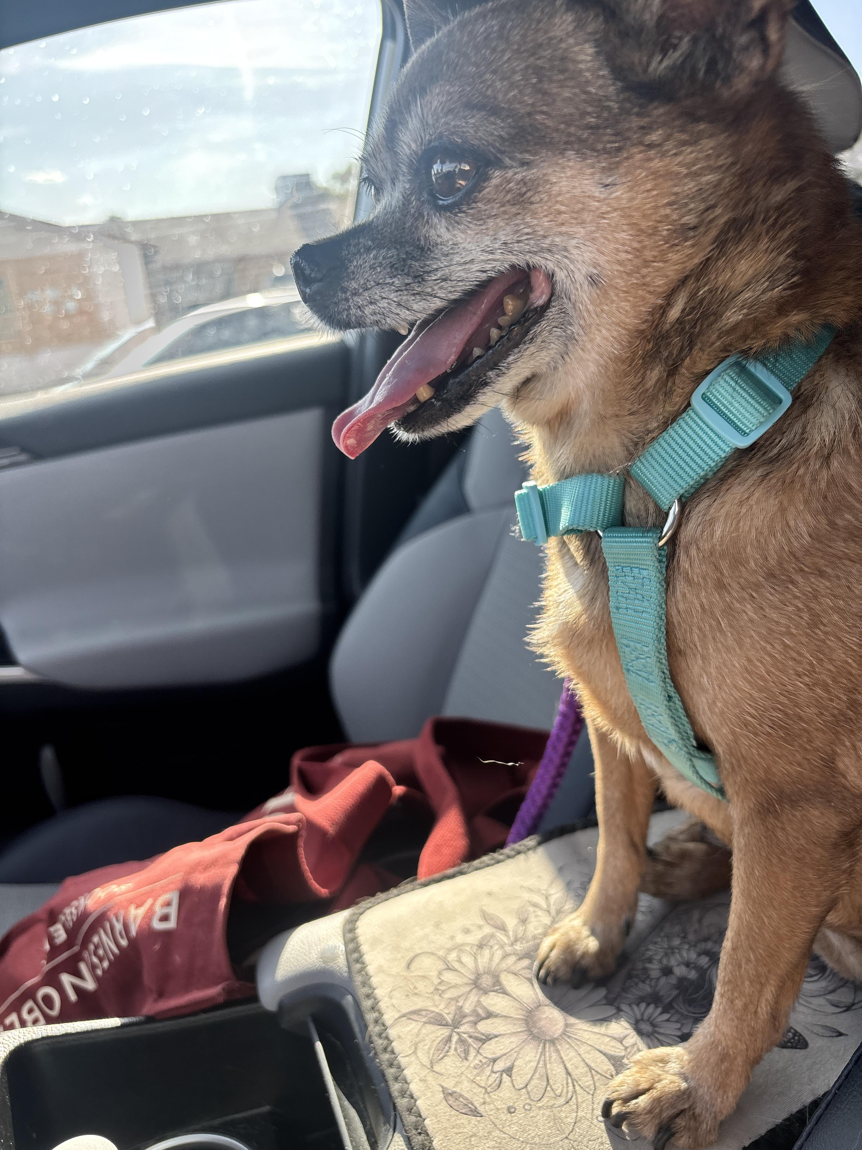 Enlarge Brody, a Adoptable Chihuahua in Las Vegas, NV image 4/6