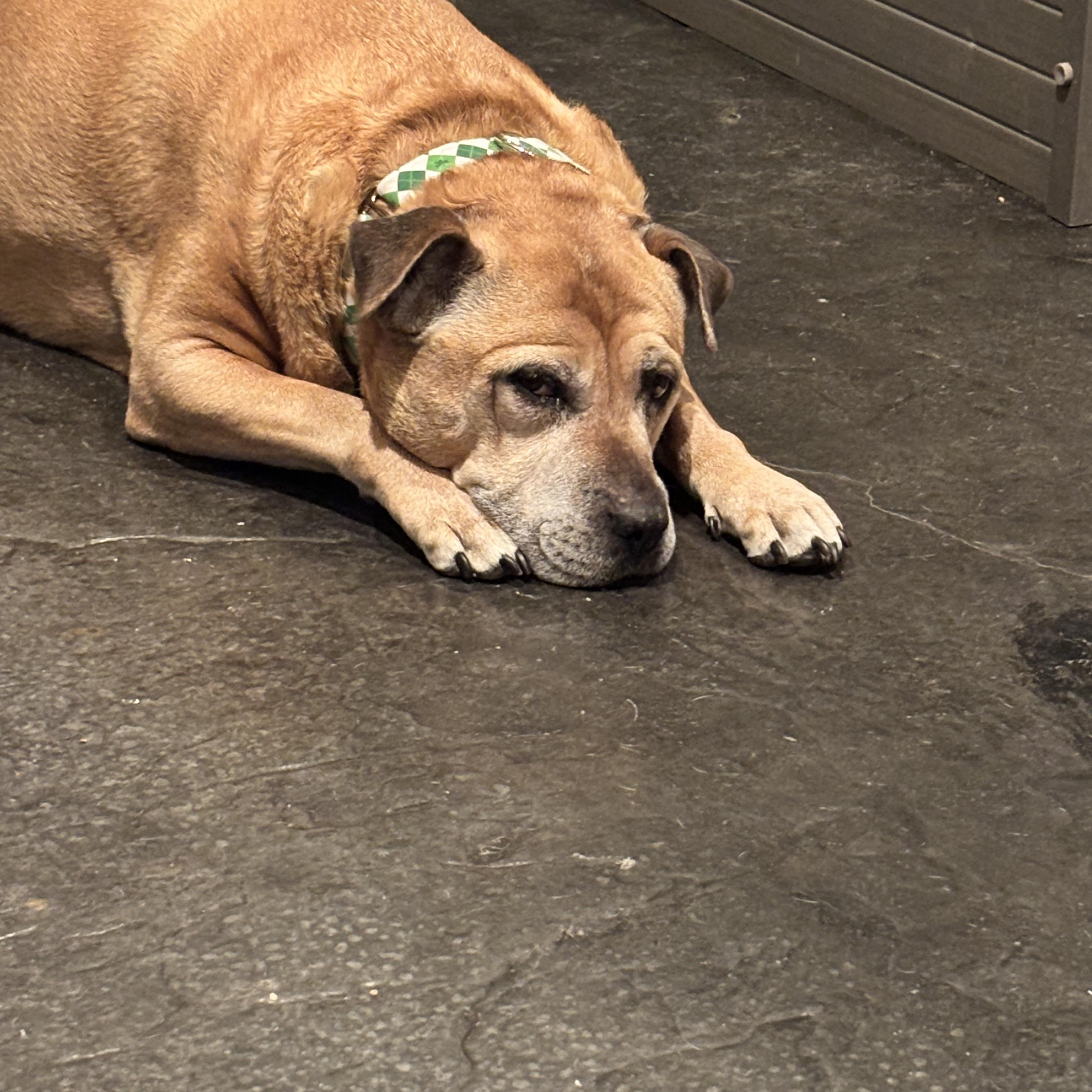 Bryar ( Retriever mix) and Brody ( chihuahua) bonded pair , a ADOPTABLE mixed breed in Las Vegas, NV image 4/5