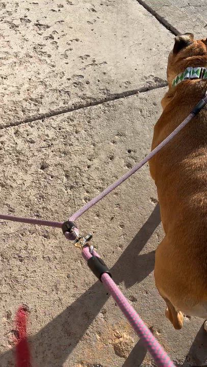 Enlarge Bryar ( Retriever mix) and Brody ( chihuahua) bonded pair , a ADOPTABLE mixed breed in Las Vegas, NV video 5/5