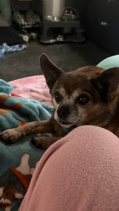 Enlarge Bryar ( Retriever mix) and Brody ( chihuahua) bonded pair , a ADOPTABLE mixed breed in Las Vegas, NV video 3/5