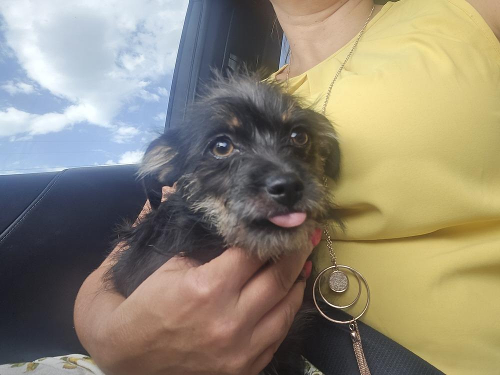 Enlarge Iris, a Adoptable mixed breed in Albuquerque, NM image 4/6