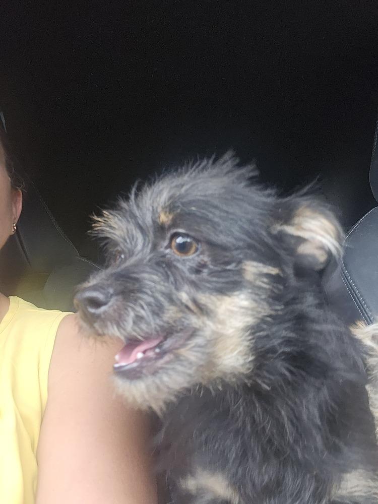 Enlarge Iris, a Adoptable mixed breed in Albuquerque, NM image 5/6