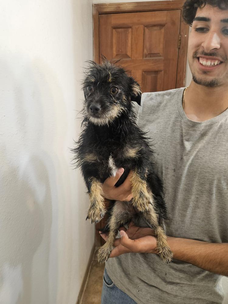 Enlarge Iris, a Adoptable mixed breed in Albuquerque, NM image 6/6