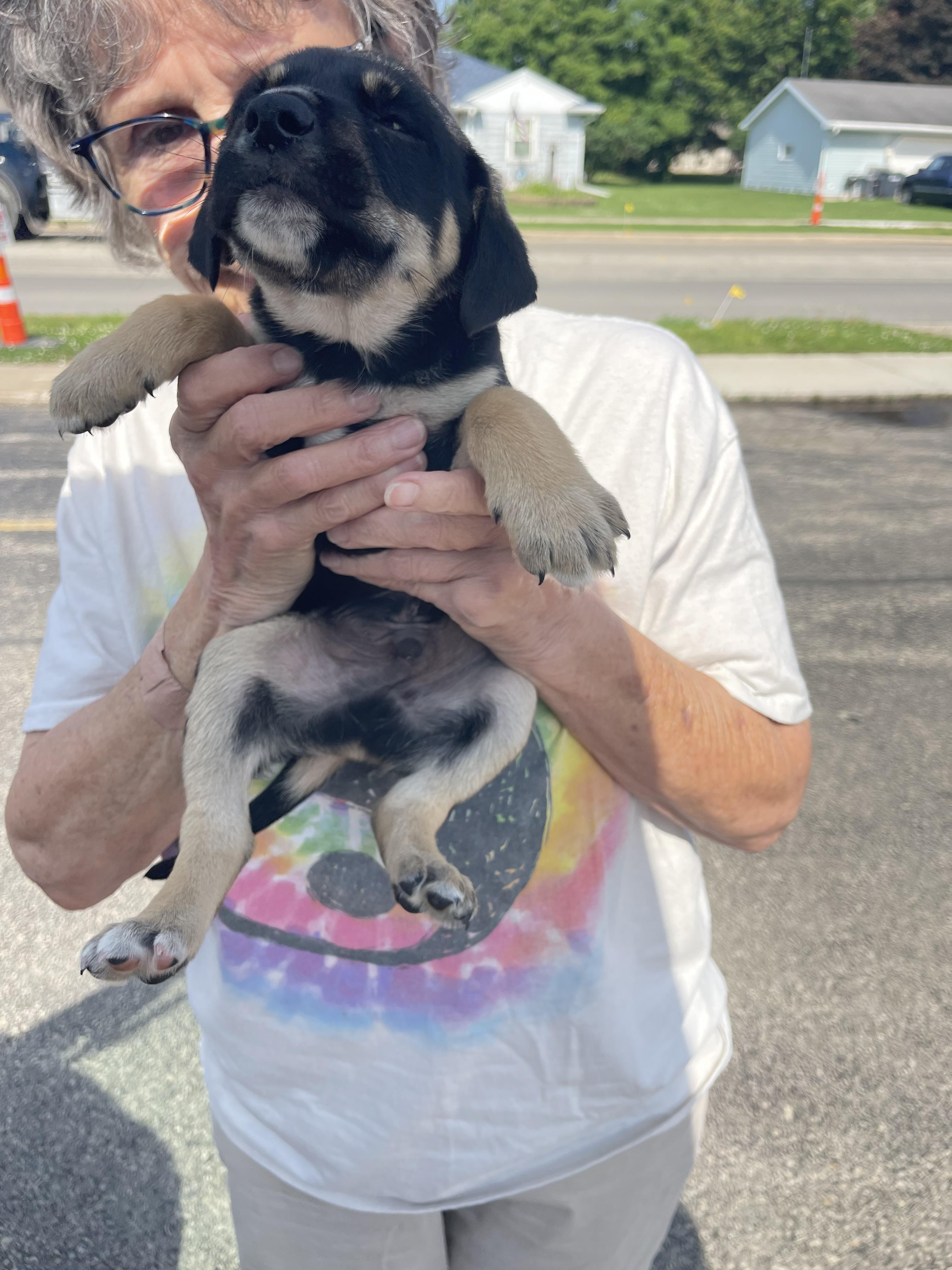 Ivan, a Adopted mixed breed in Little Chute, WI image 1/6