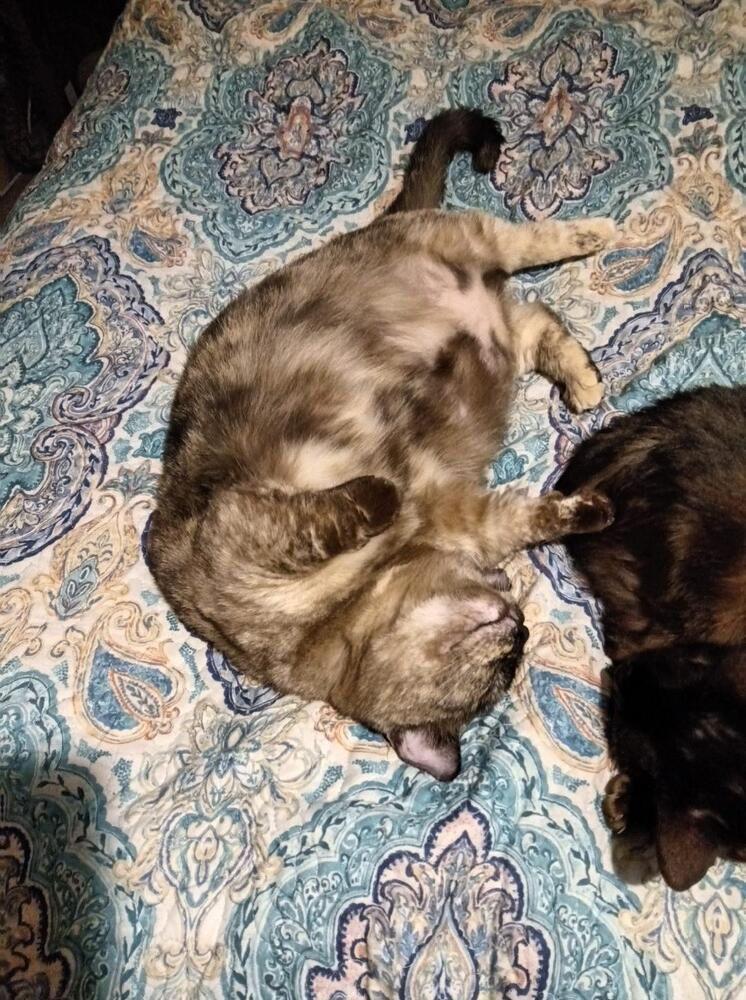 Tater Tots thumbnail 2