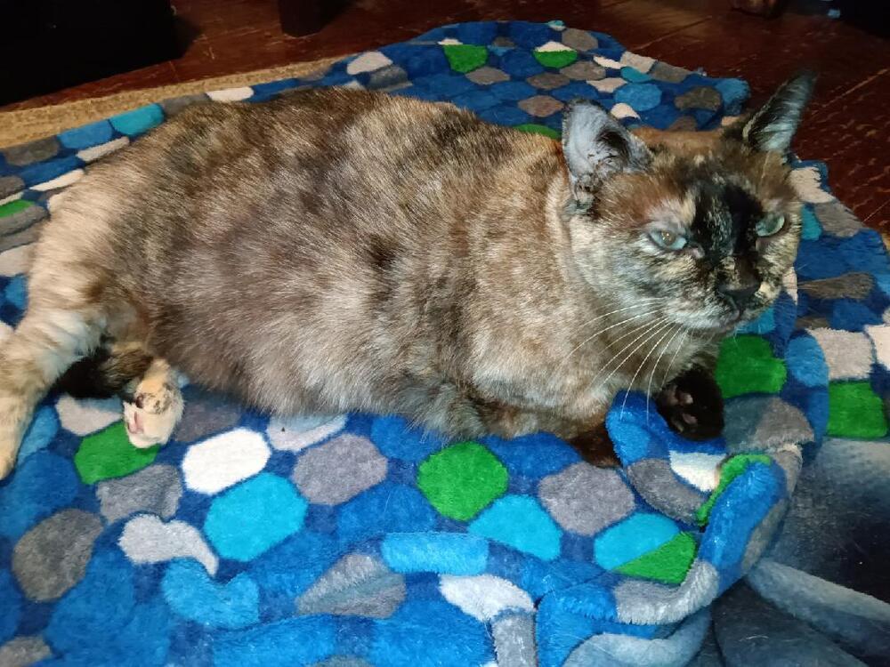 Tater Tots thumbnail 3