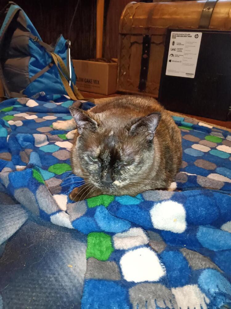 Tater Tots thumbnail 4