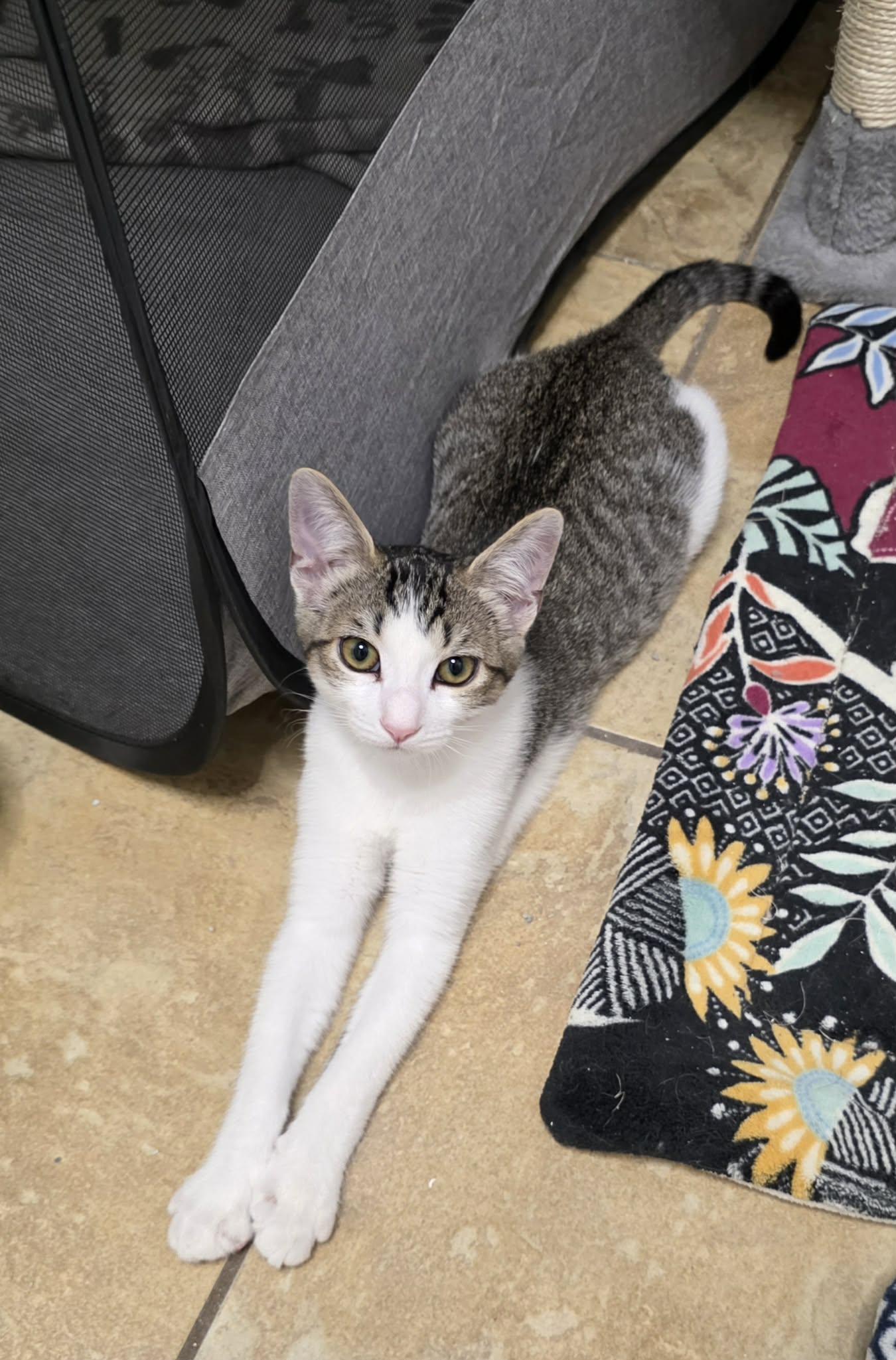 Enlarge Mr. Kaplan, a Adoptable mixed breed in Litchfield Park, AZ image 2/3