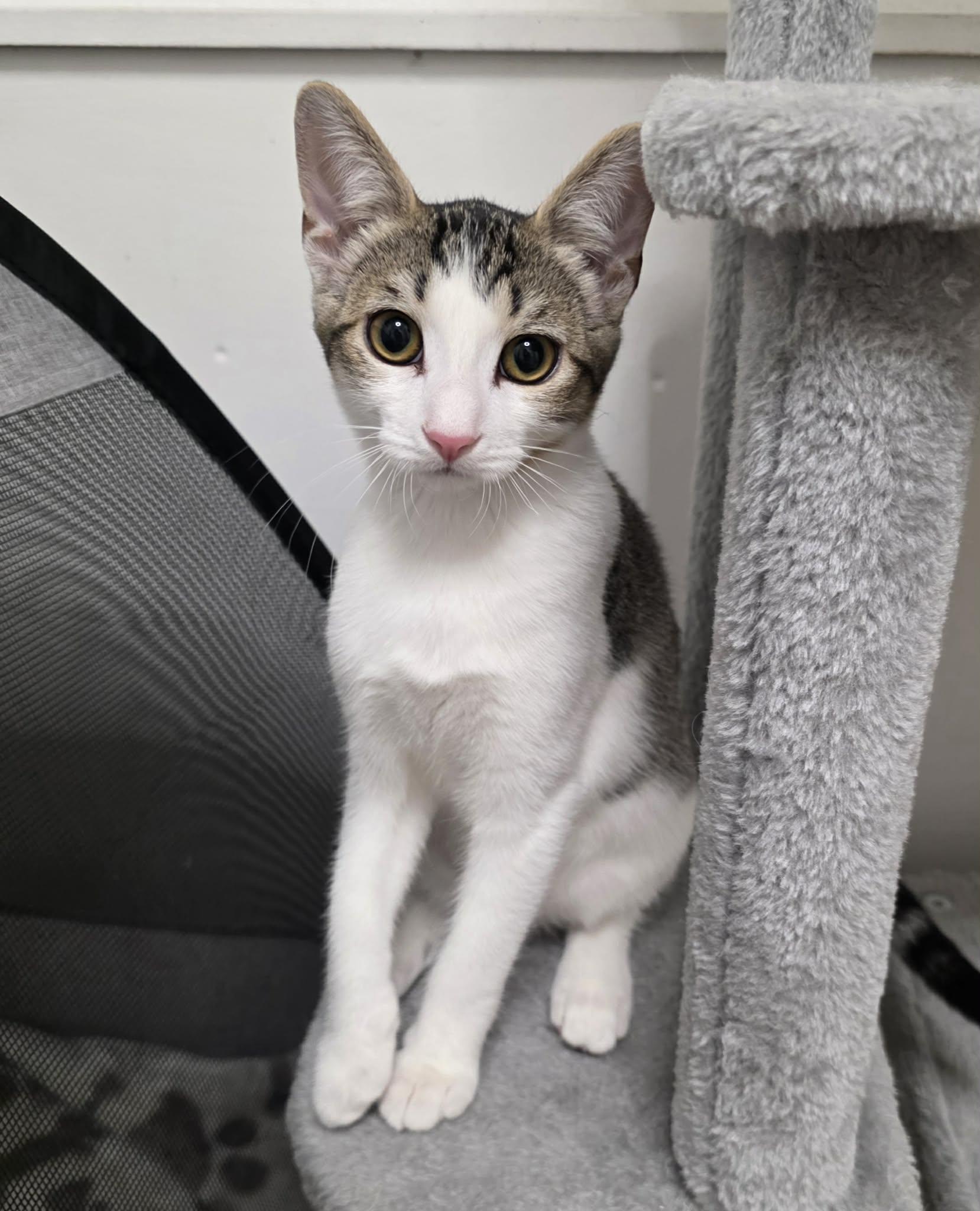 Mr. Kaplan, Adoptable, Kitten Female Domestic Short Hair.
