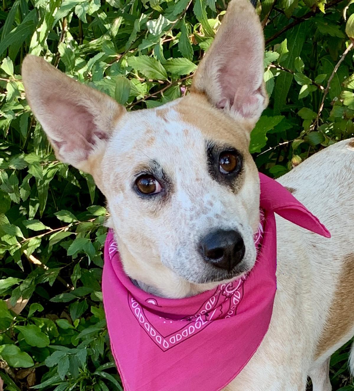 LILLY BELLE, Adoptable, Adult Female Australian Cattle Dog / Blue Heeler & Australian Shepherd.