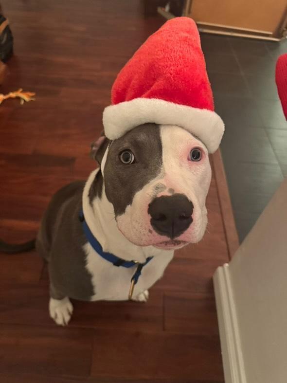 Kai, Adoptable, Young Male American Staffordshire Terrier.