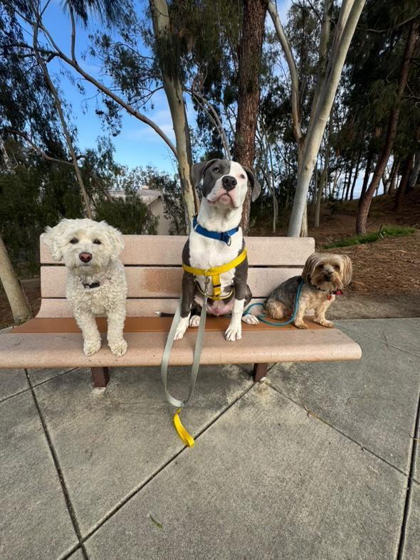Enlarge Kai, a Adoptable American Staffordshire Terrier in San Juan Capistrano, CA image 2/3