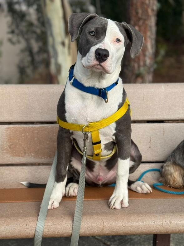 Enlarge Kai, a Adoptable American Staffordshire Terrier in San Juan Capistrano, CA image 3/3
